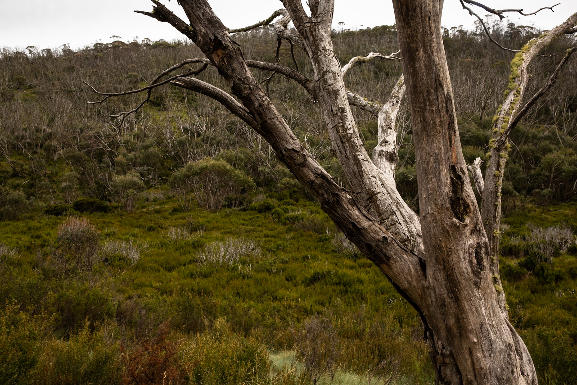 Thredbo to the cablecar and return, Mount Kosciuszko National Park, Snowy Mountains, New South Wales
