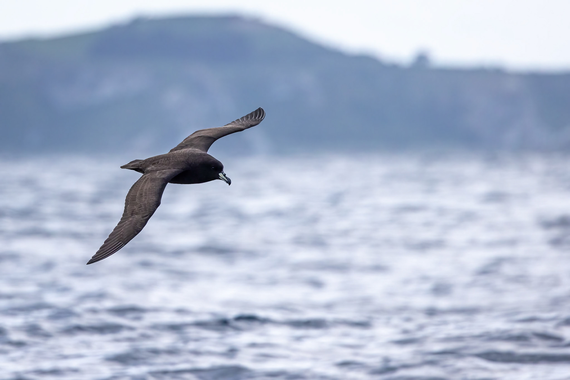 Westland petrel, Kaikōura, New Zealand