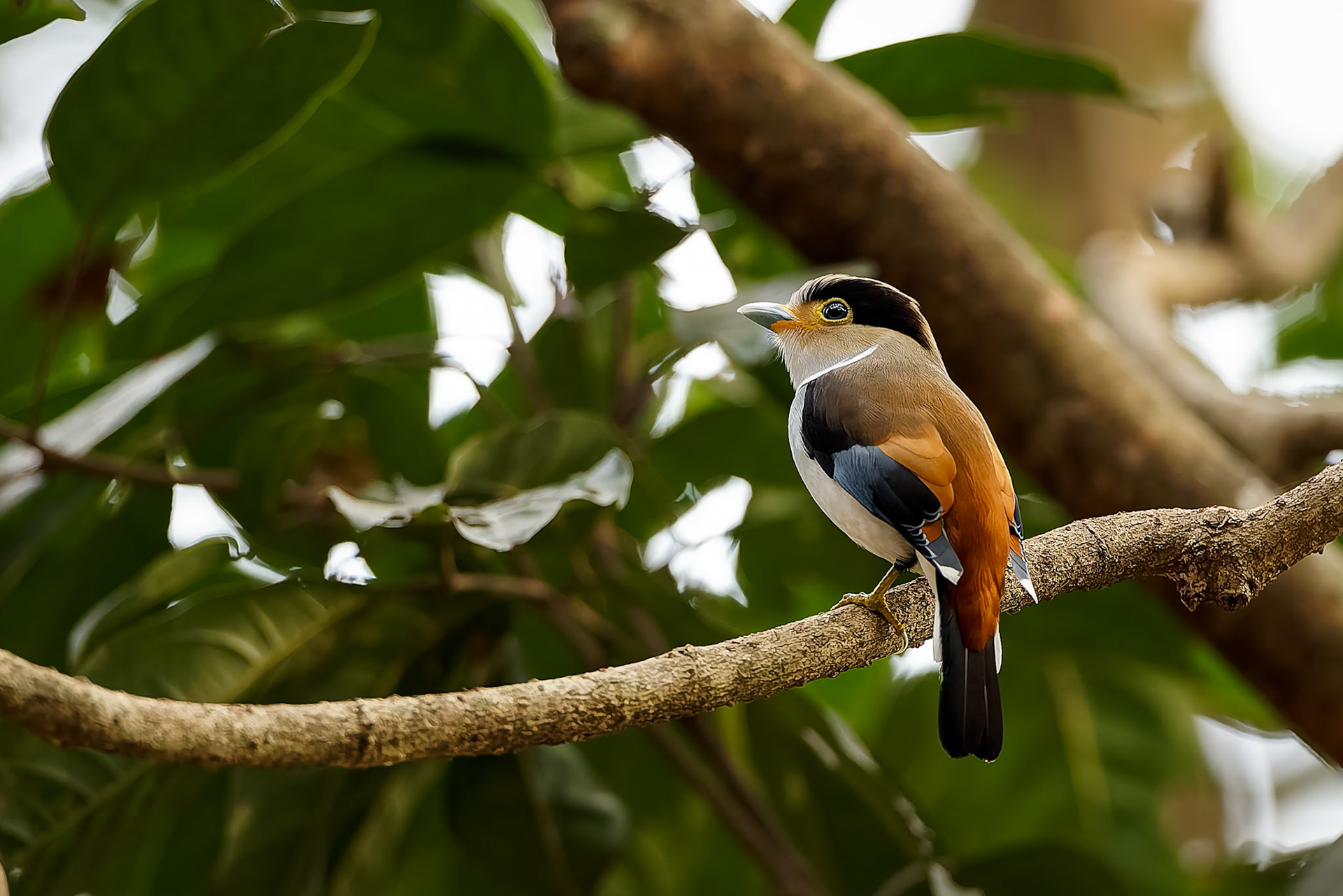 Silver-breasted broadbill, Khaeng Krackan National Park, Thailand