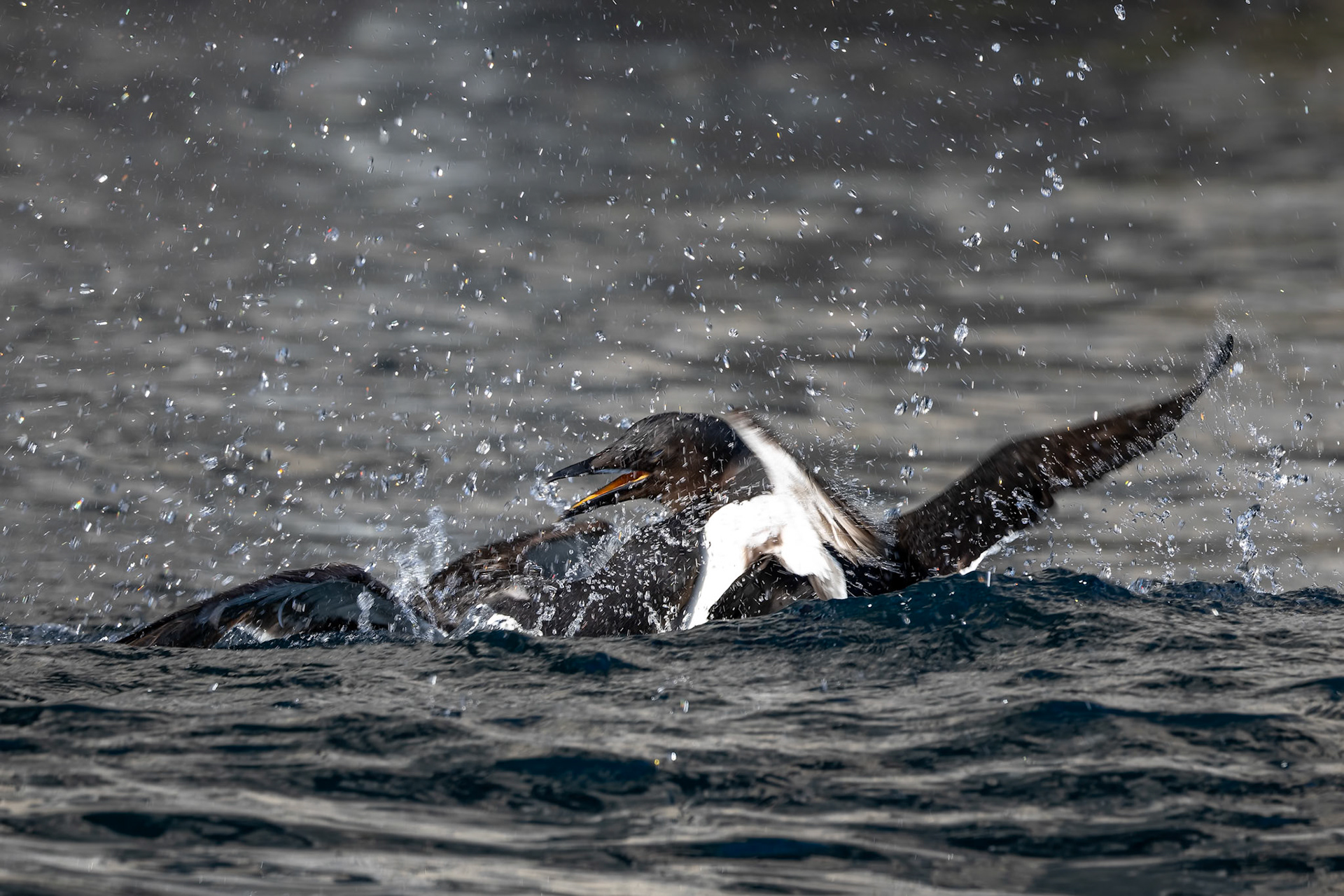 Brünnich's guillemot, Alkefjettet, Svalbard, Norway