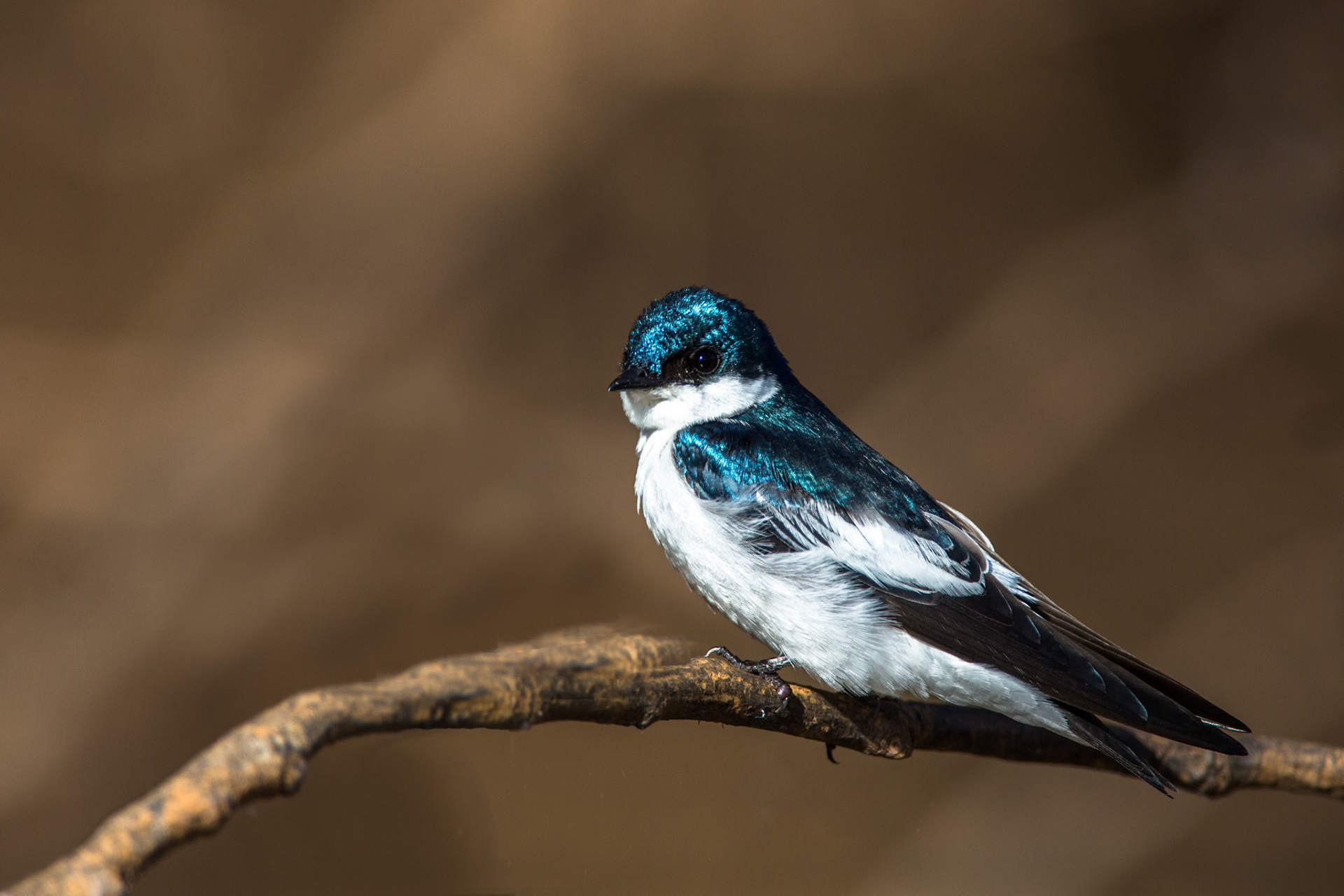 White-winged swallow, Porto Jofre, Pantanal, Brazil