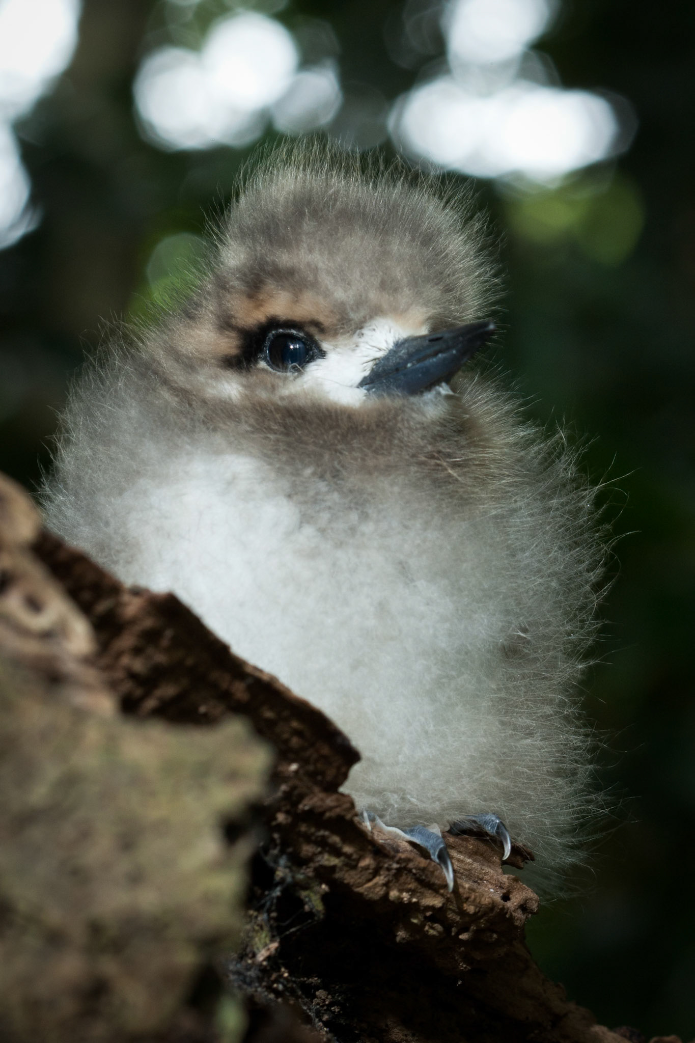 a fluffy white tern chick, Lord Howe Island.