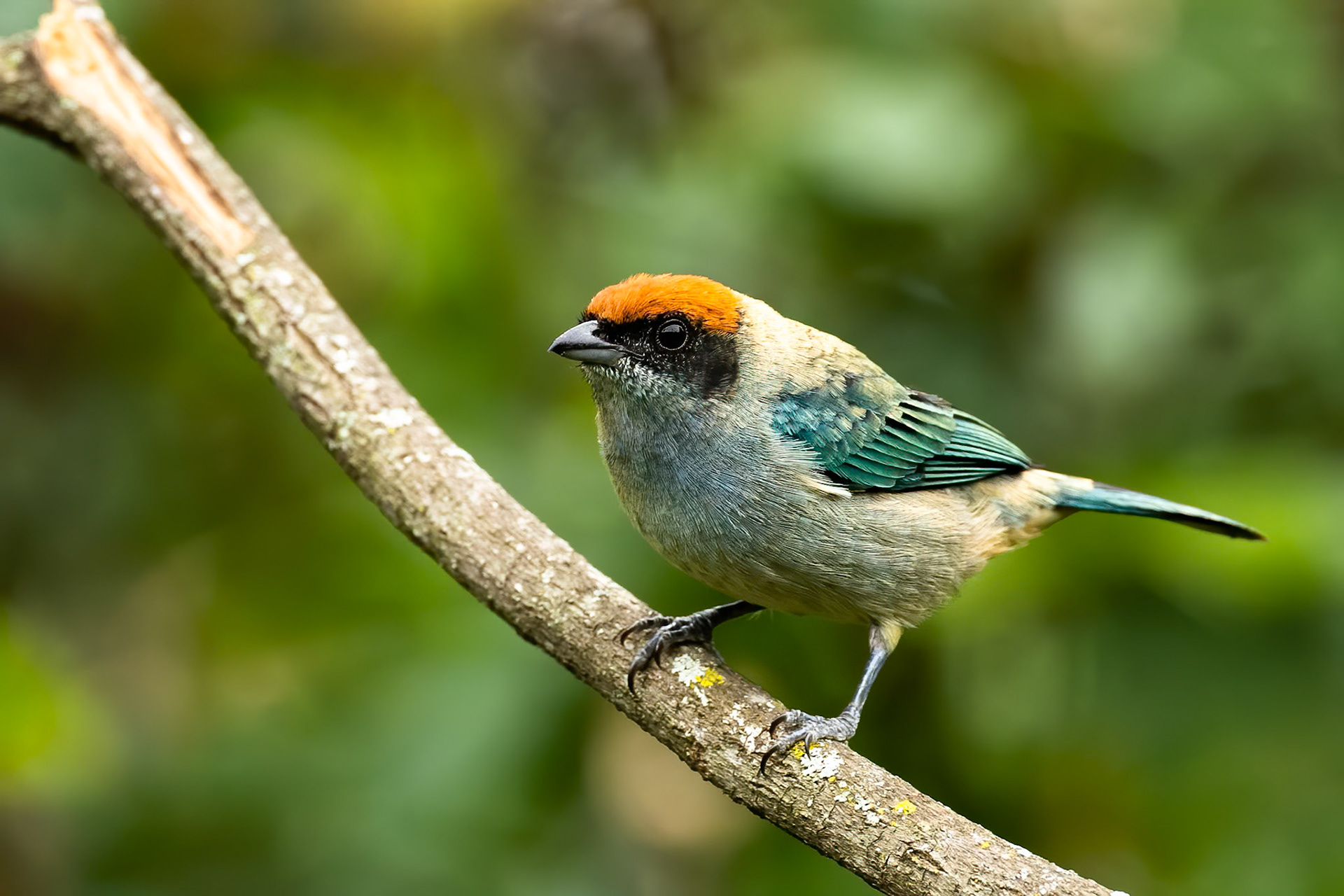 Scrub tanager, Jardin, Colombia