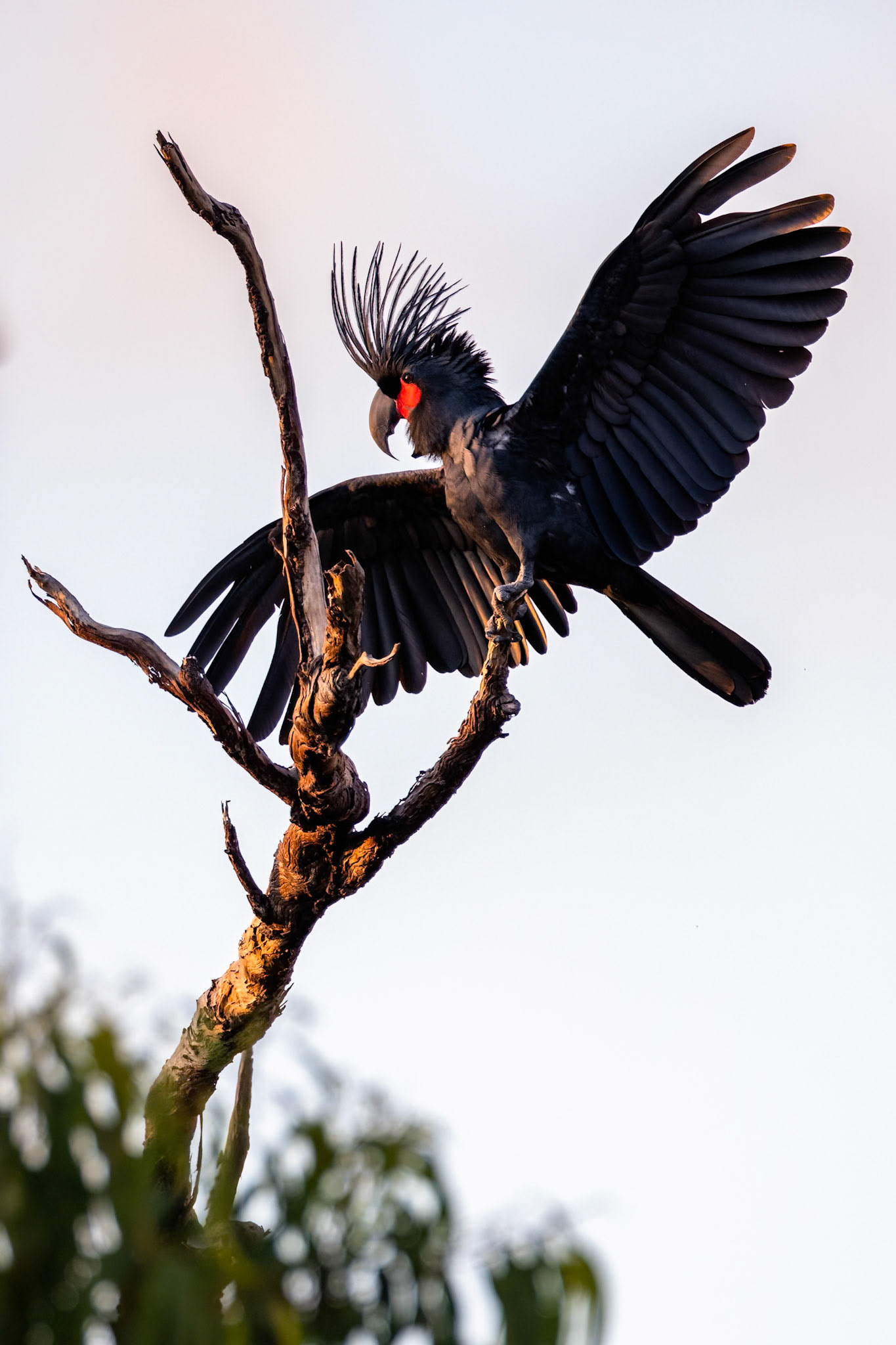 Palm cockatoo, Kutini-Payamu (Iron Range) National Park, Cape York Penninsula, Queensland