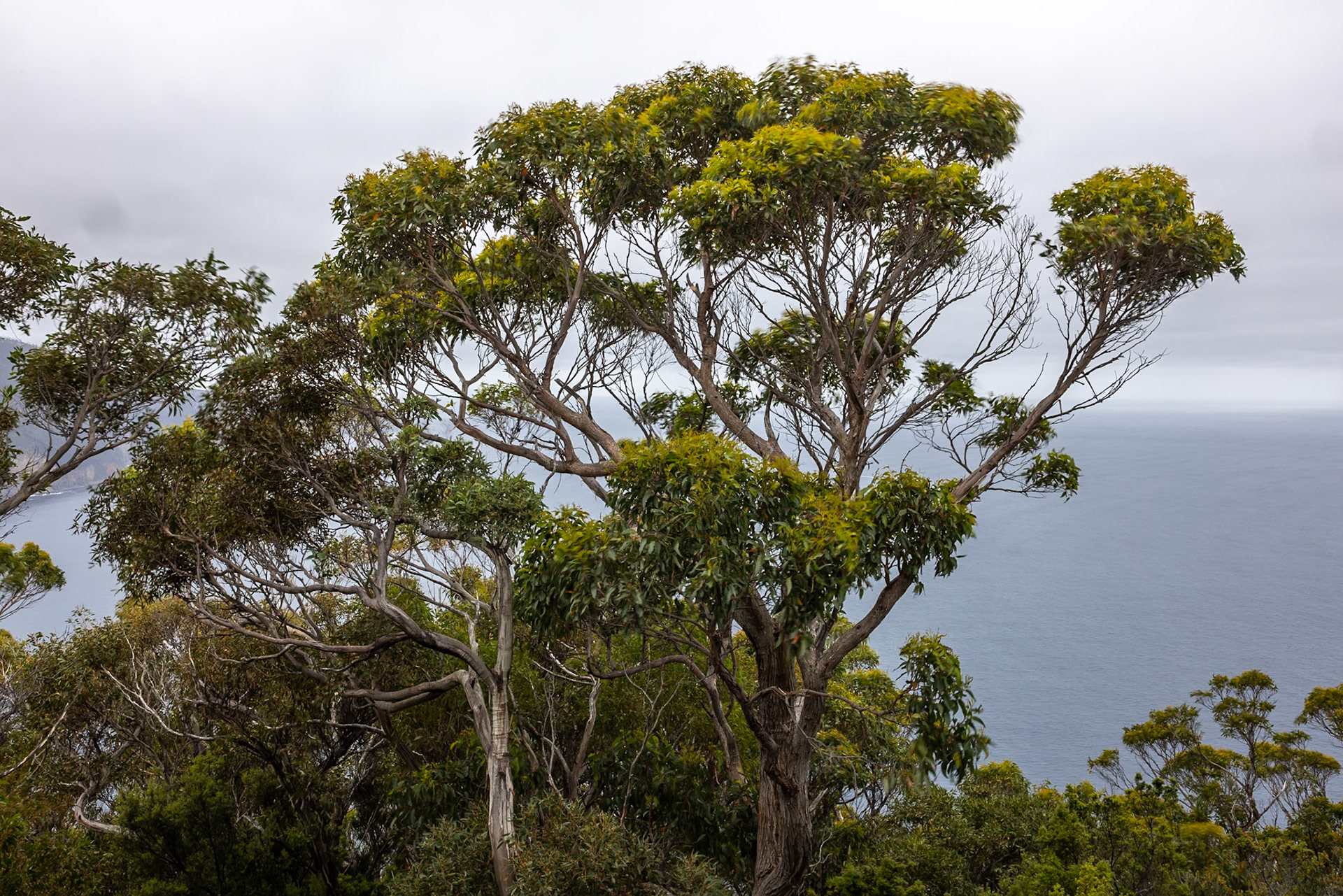 Three Capes Track, Crescent Lodge to Cape Pillar Lodge, Tasmania