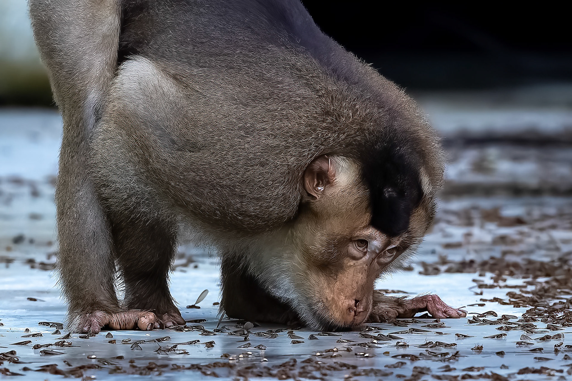 Pig-tailed macaque, Utan, Borneo