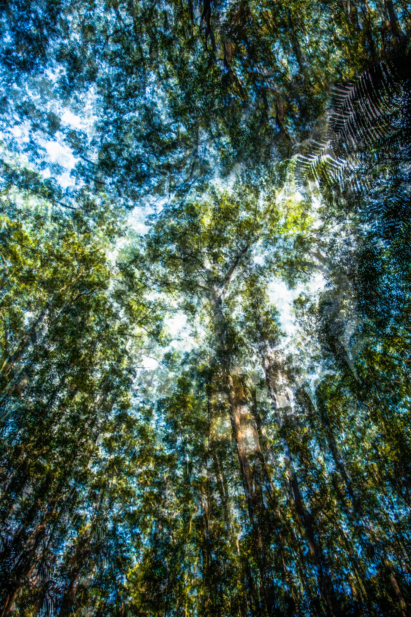 Intermediate forest at Central Station, Fraser Island, Queensland