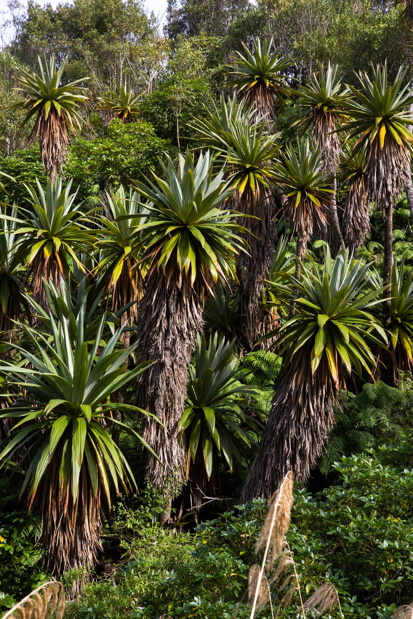Old Coach Road, Tongariro, New Zealand