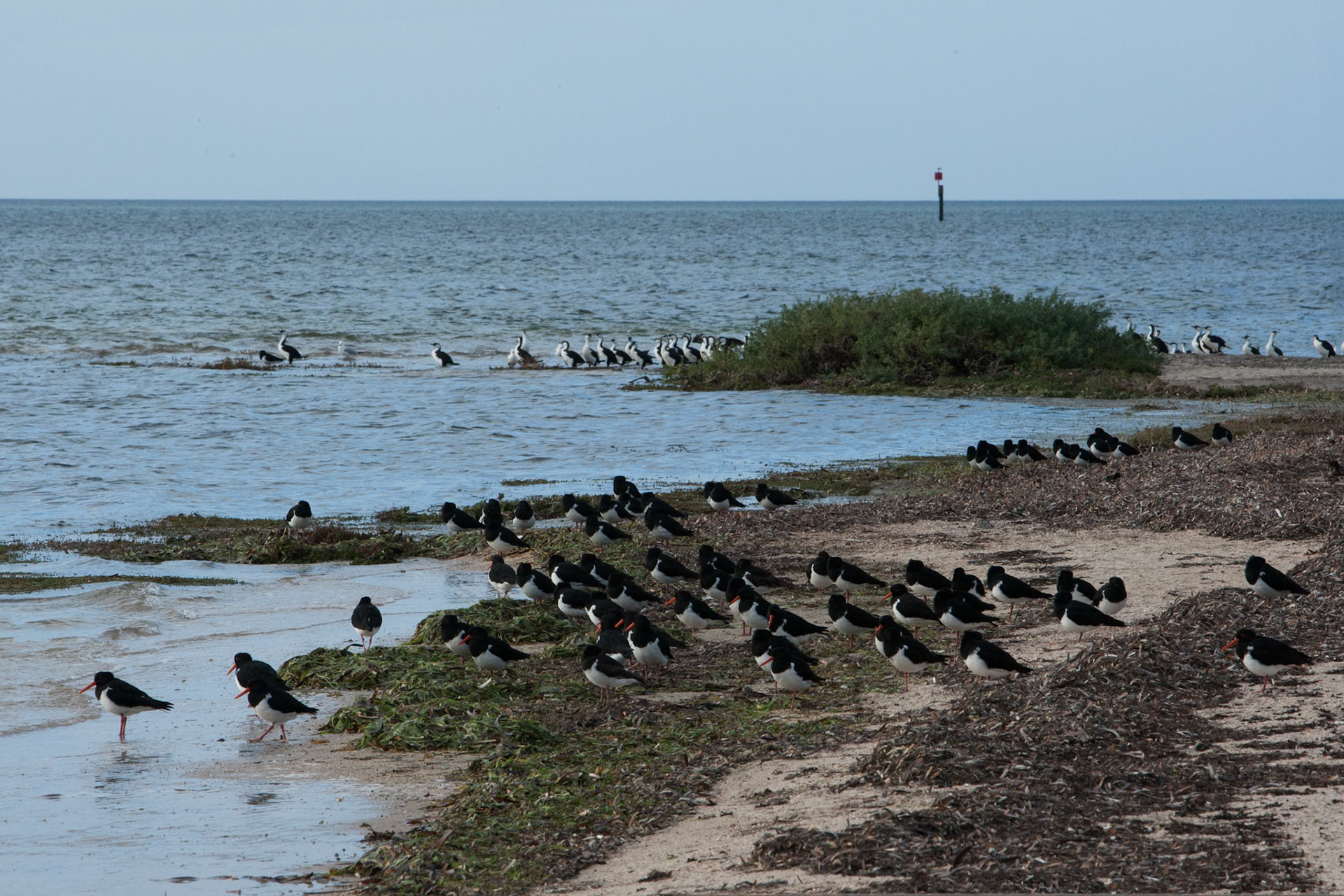 Pied oyster catchers and pied comorants, Reeves Point, Kangaroo Island
