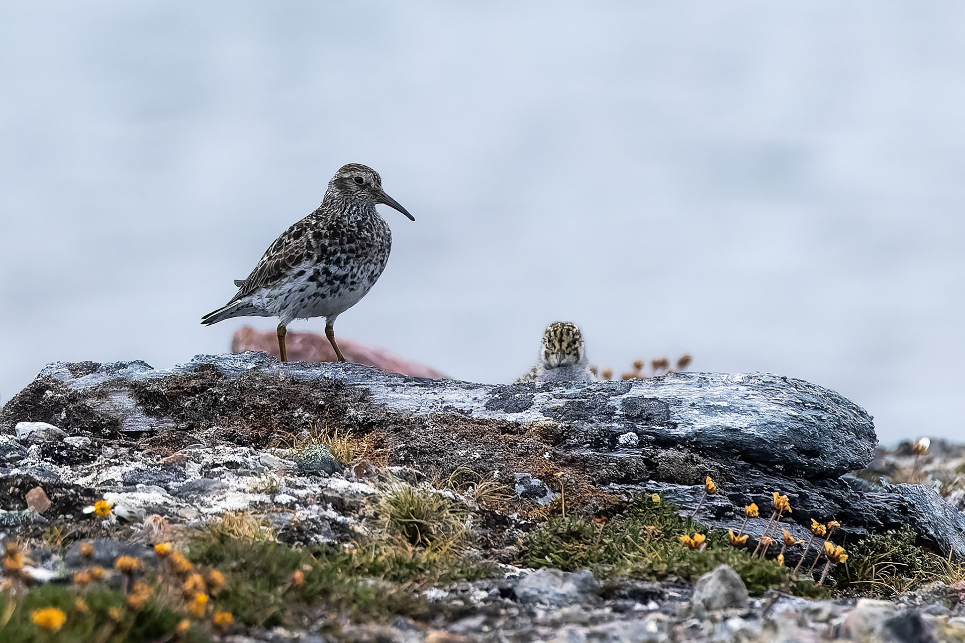 Purple sandpiper, Nylondon, Svalbard, Norway