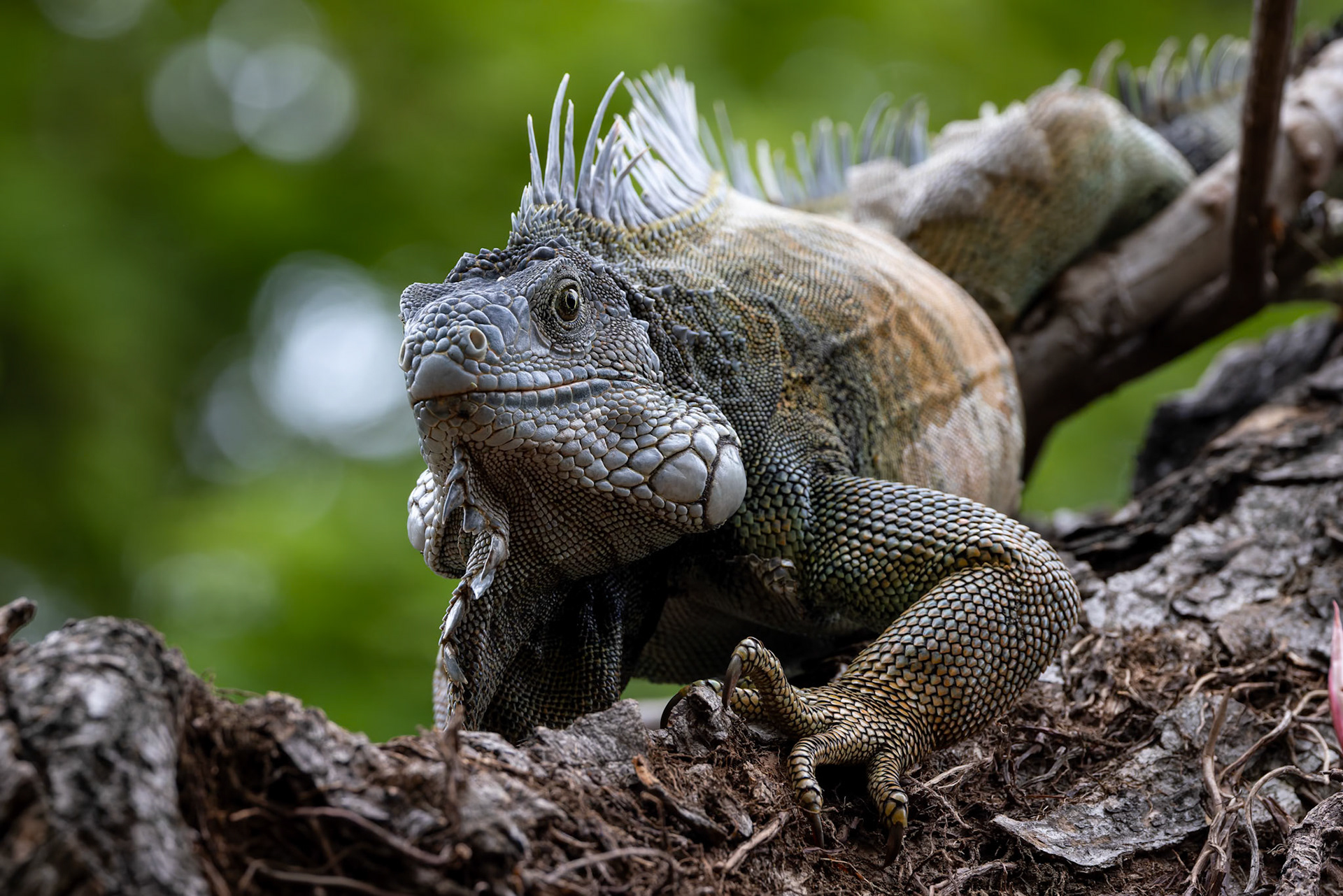 Green Iguana, Hotel del Parque, Guayaquil, Ecuador