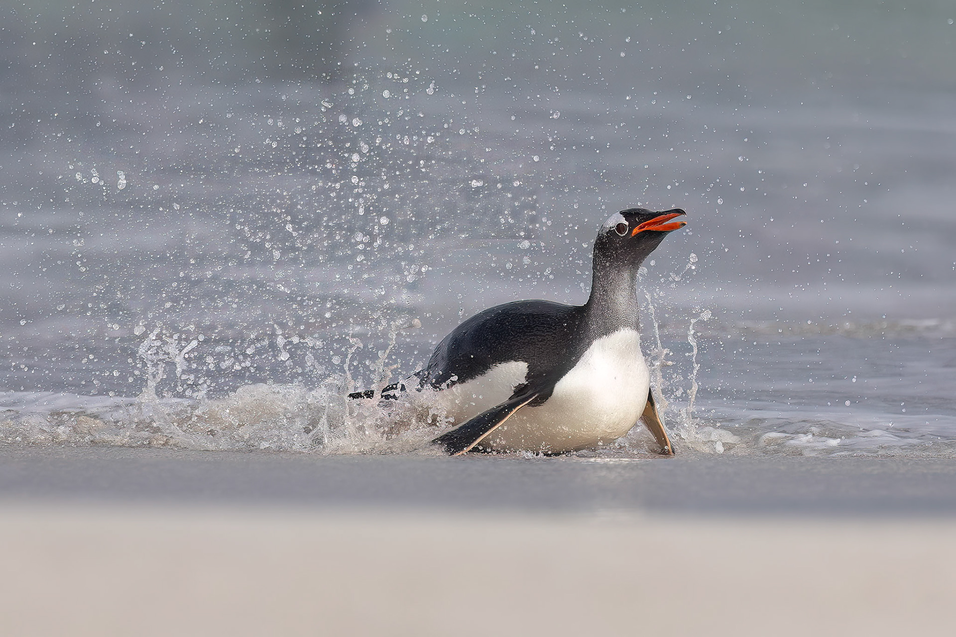 Gentoo penguin, Bleaker Island, Falkland Islands