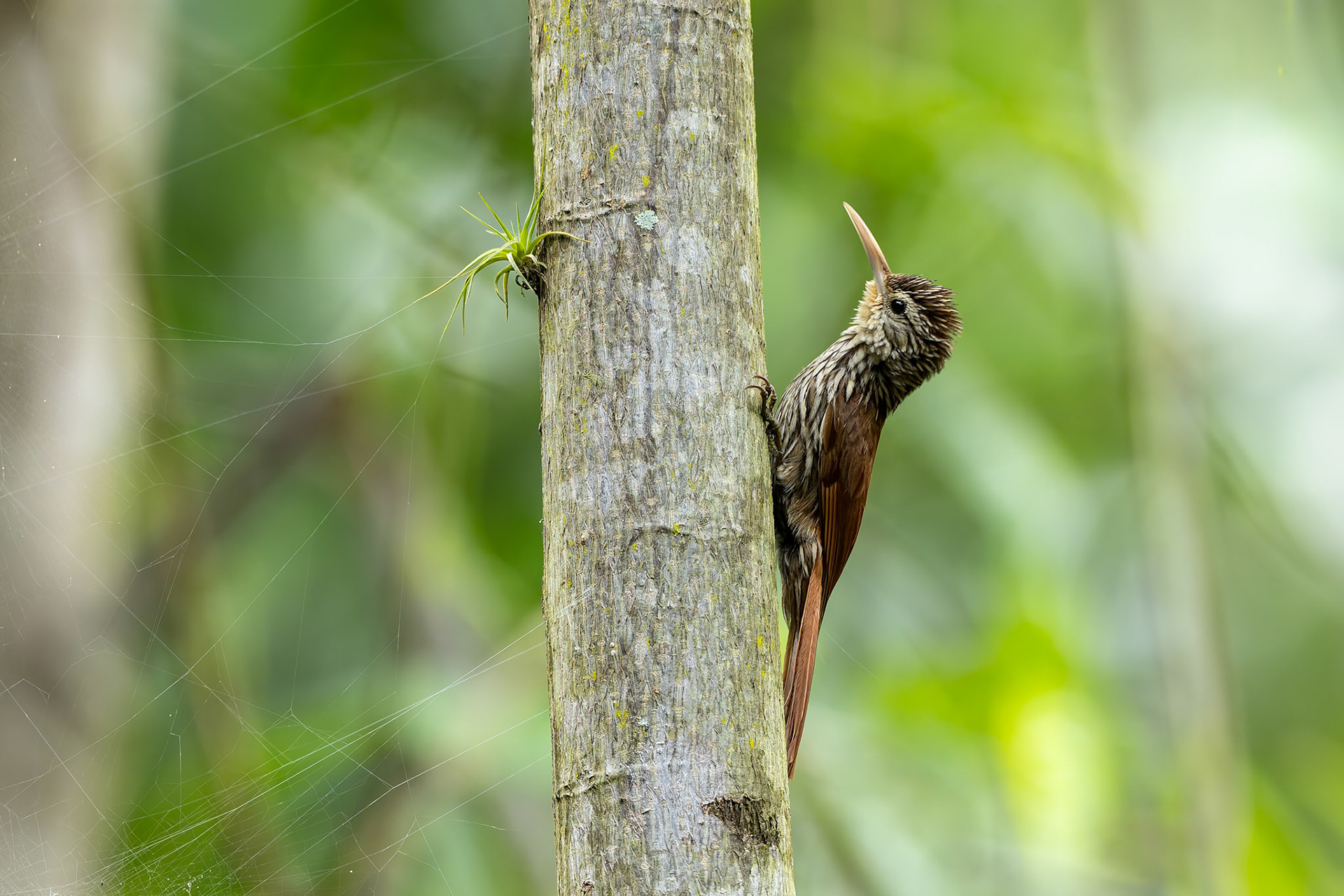 Streak-headed woodcreeper, Urraca Lodge, Jorupe National Park, Ecuador