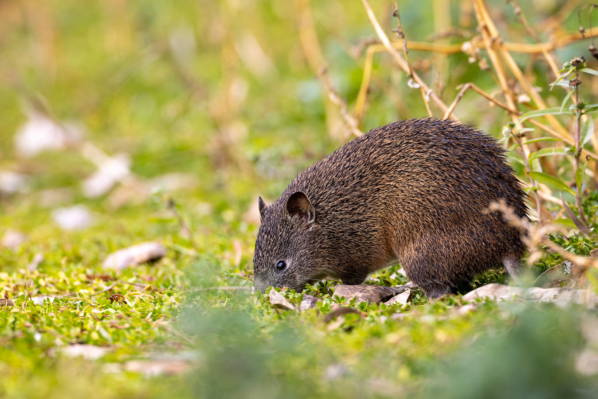 Souther brown bandicoot, Perth, West Australia
