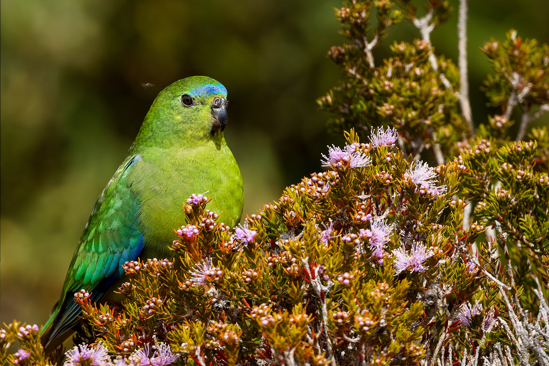 Orange-bellied parrot, Melaleuca, South West National Park, Tasmania, Australia