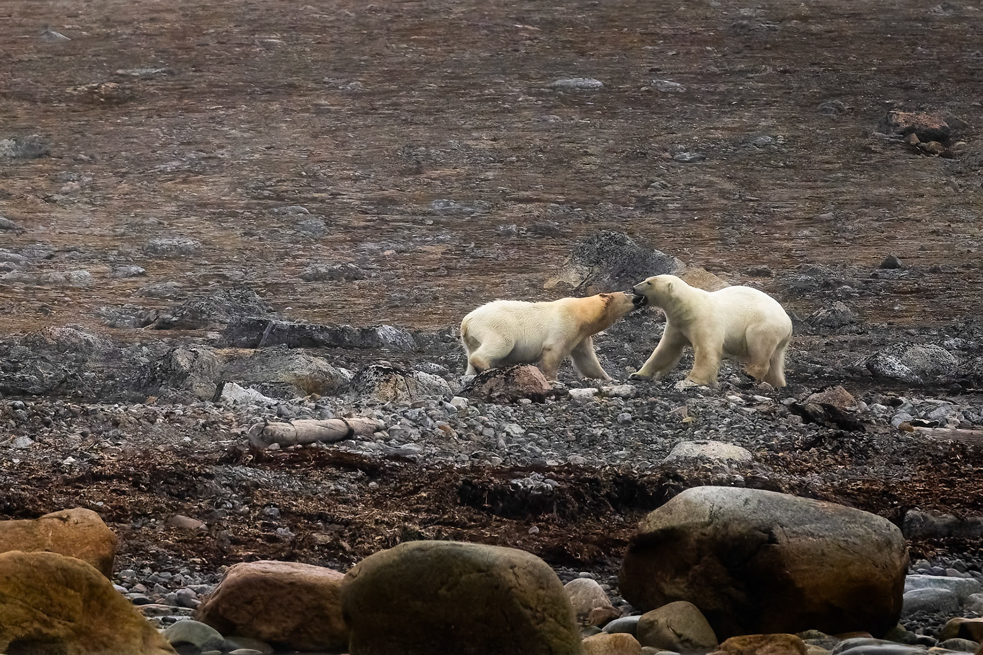 Polar bear, Smeerenburgenfjord, Svalbard, Norway