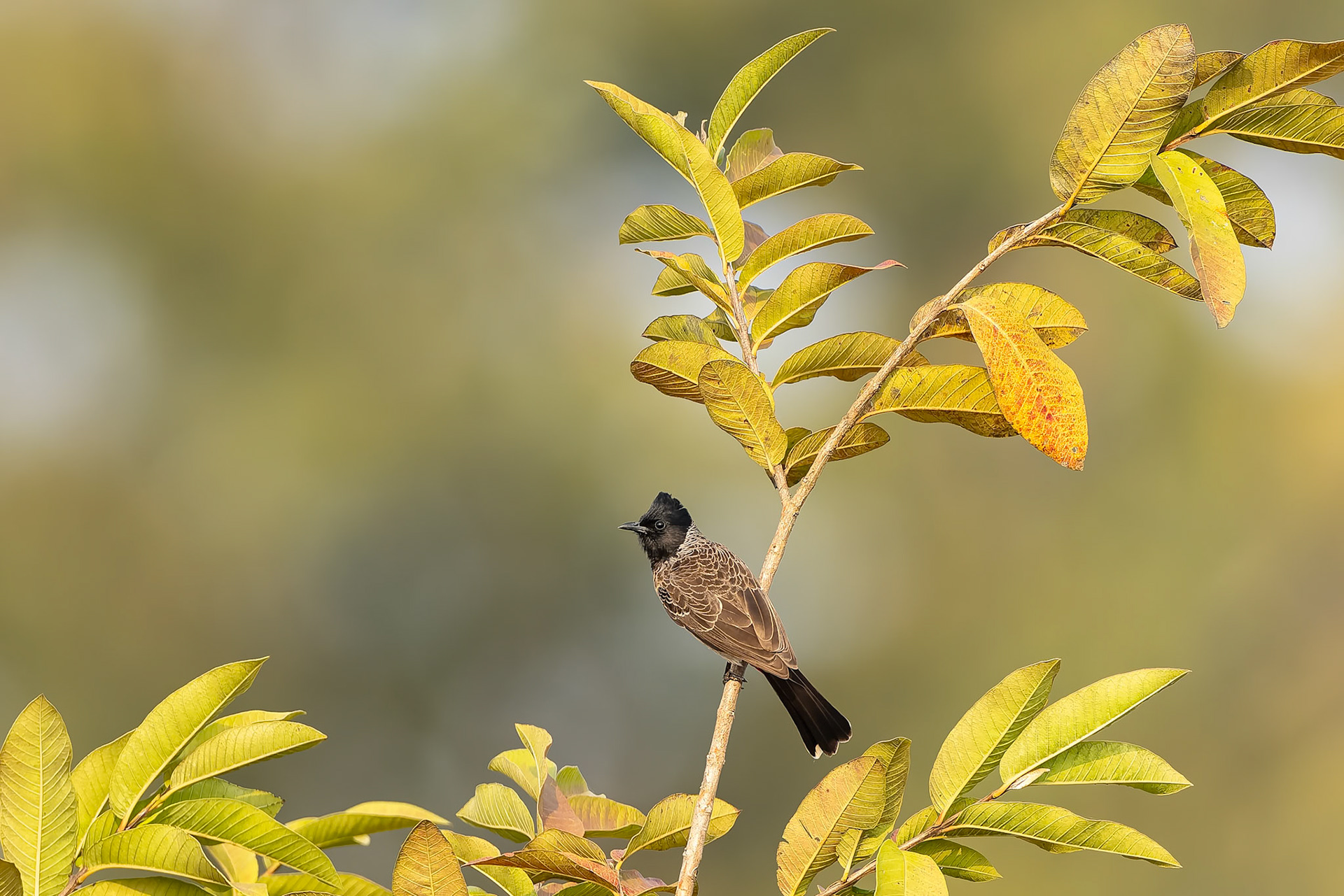 Red-vented bulbul, Khana, India