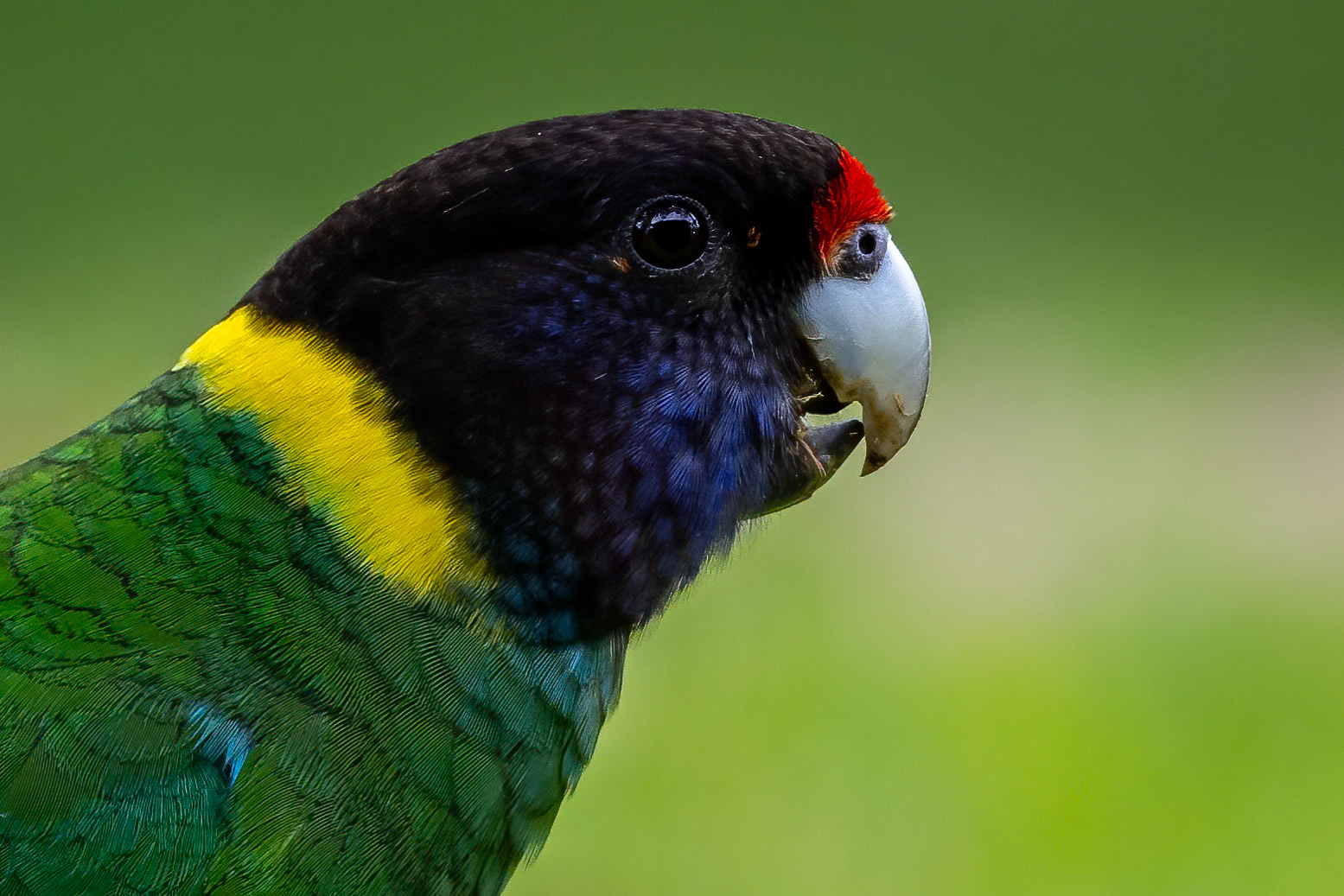 Australian ringneck, Margaret River, West Australia