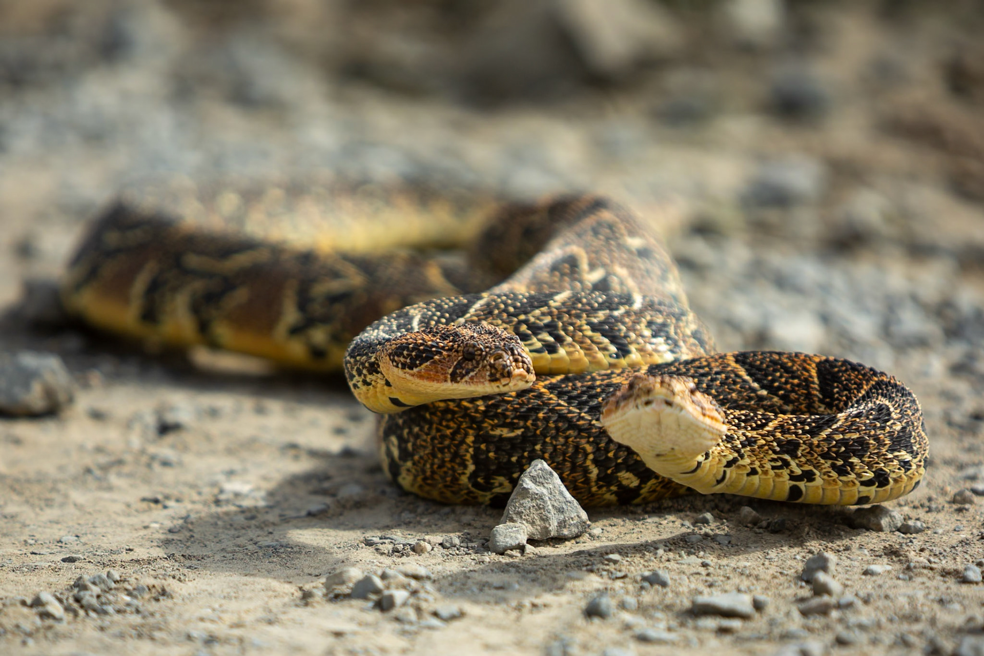 Two male puff adders fighting for mating rights (a test of strength), Koppie Alleen, De Hoop
