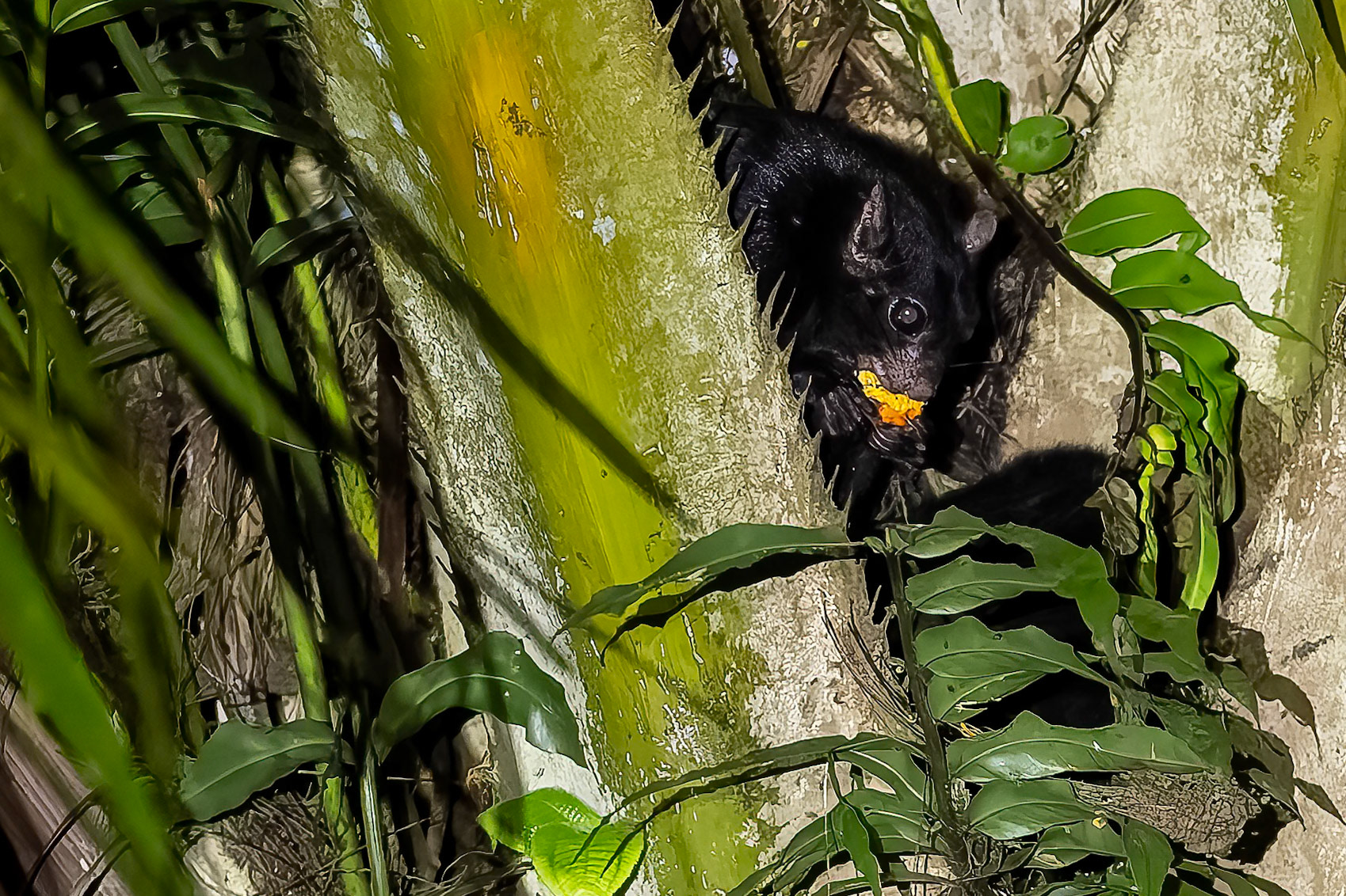 Black flying squirrel, Tabin, Borneo