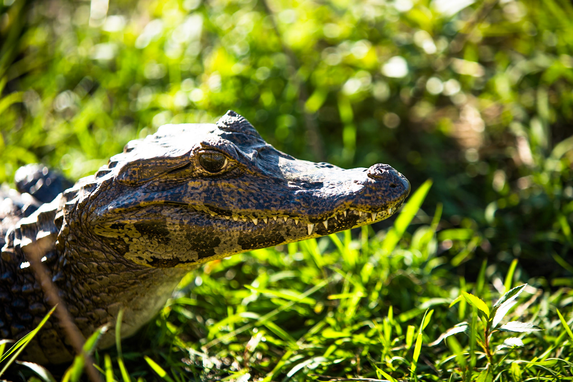 Black caiman, Puerto Valle Esteros, Ibera wetlands, Corrientes, Argentina