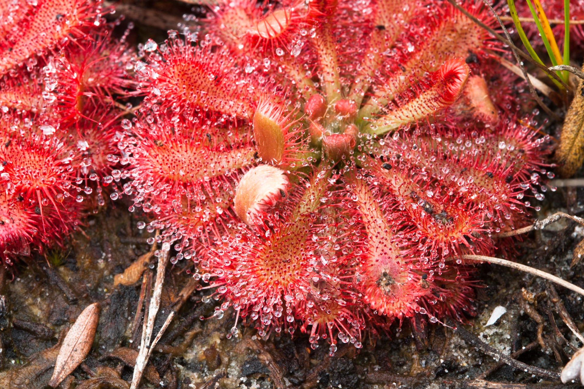 Carnivorous plant, Fraser Island, Queensland