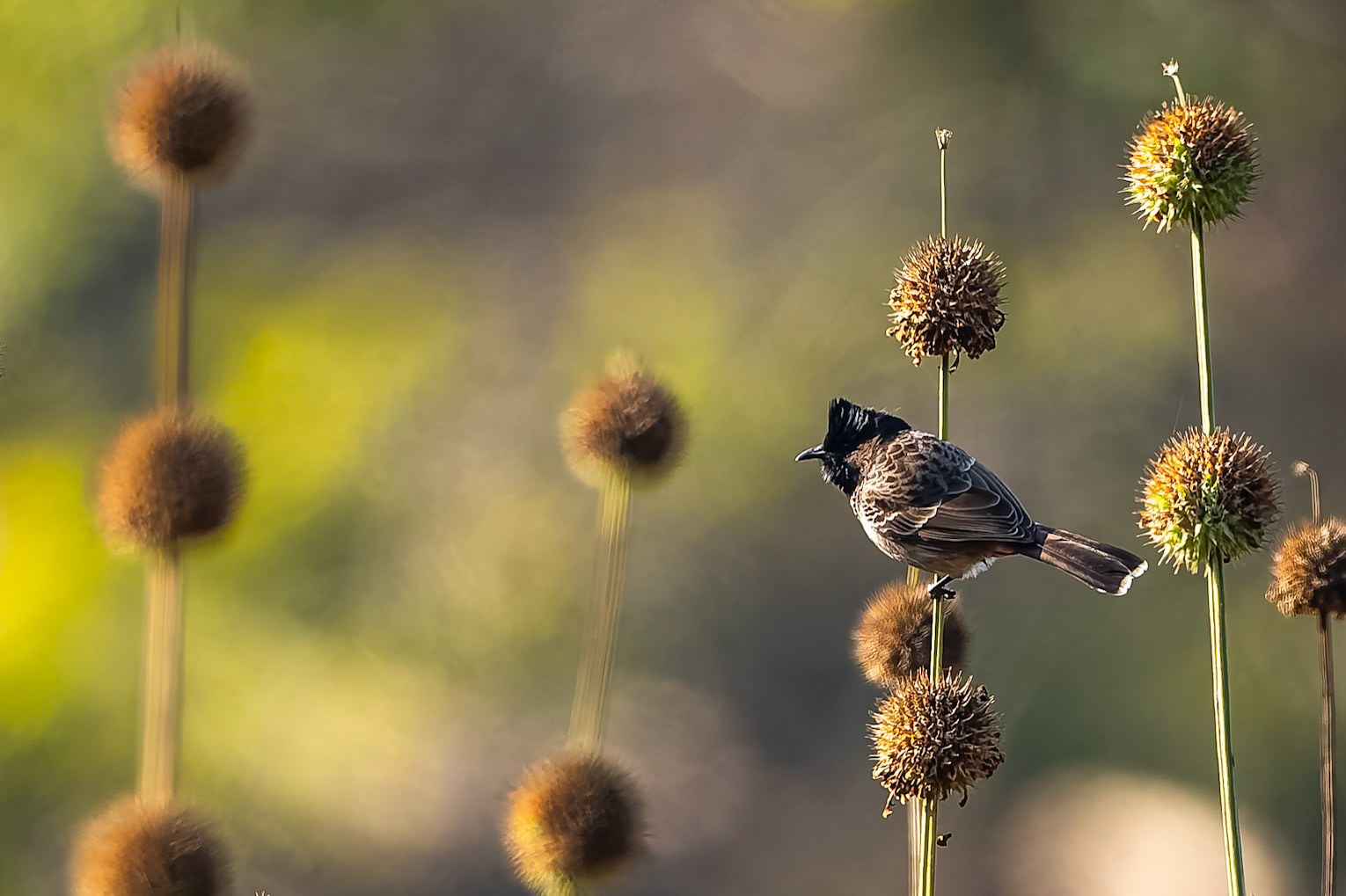 Red-vented bulbul, Corbett Tiger Reserve, India