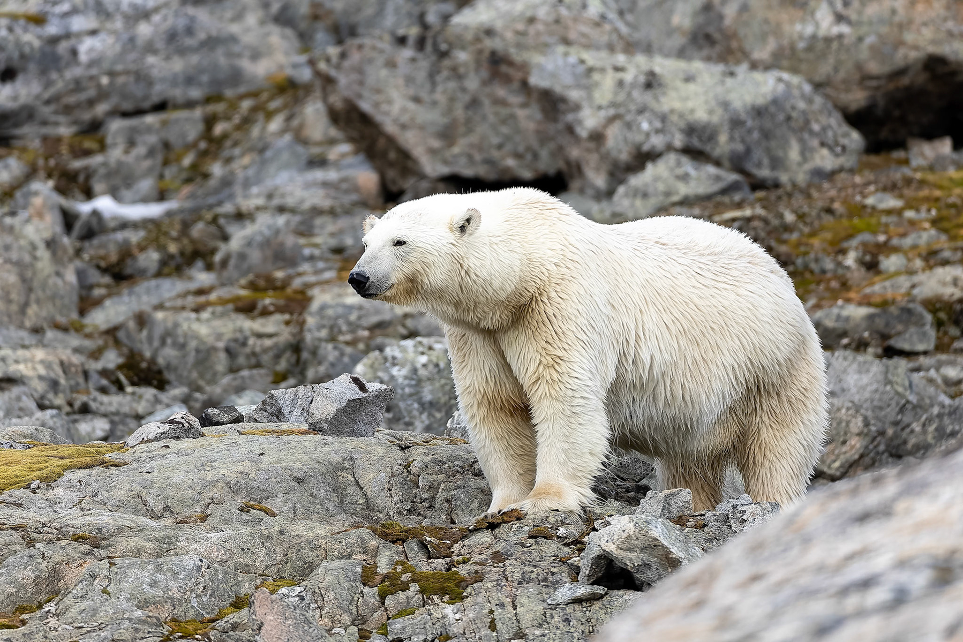 Polar bear, Hamiptonbukka, Svalbard, Norway