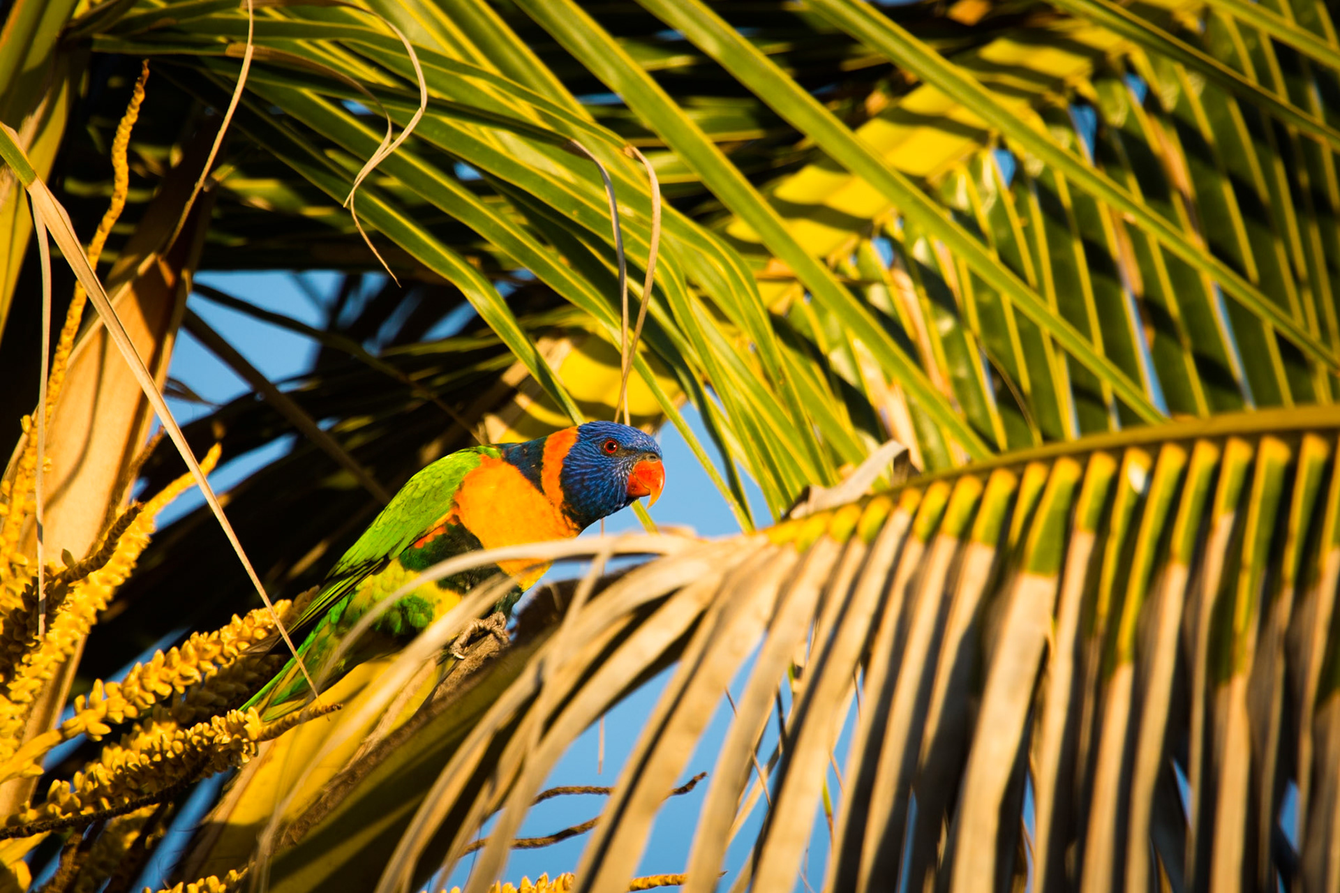 Rainbow lorikeet, Broome, West Australia