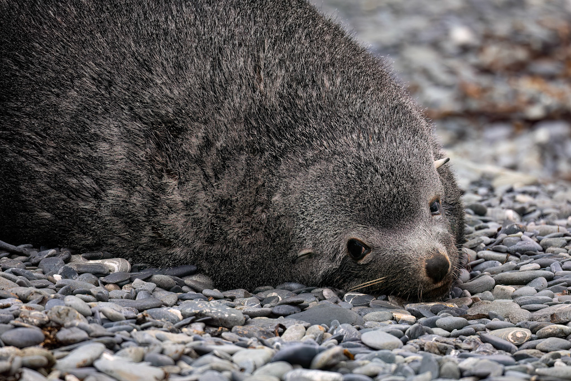 Antarctic fur seal, Rosita Bay, South Georgia