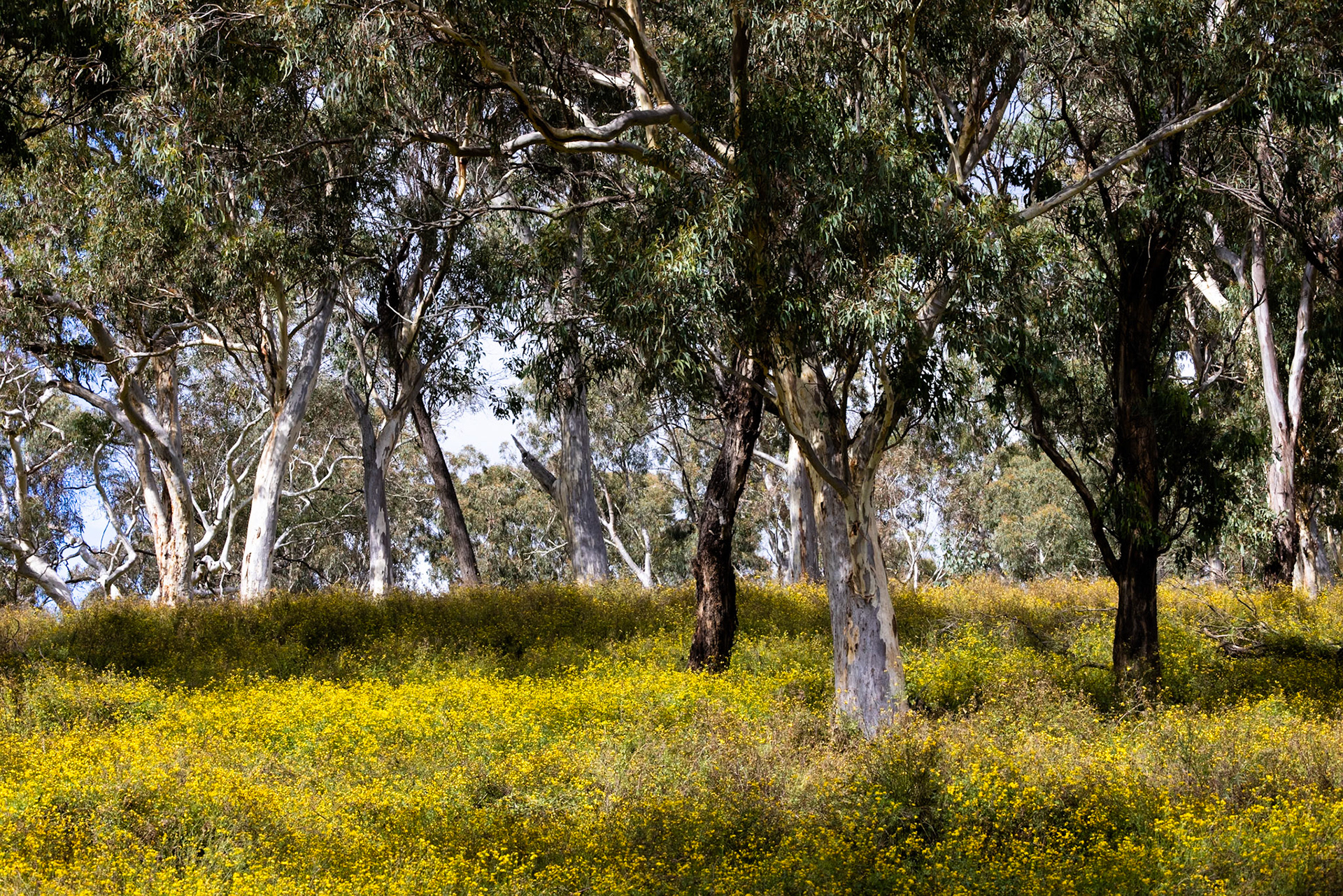 Turon Gates, New South Wales