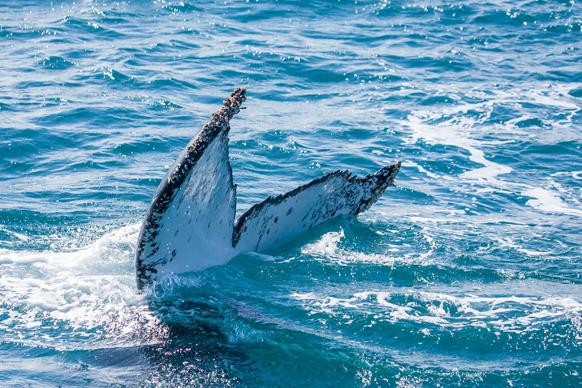 Humpback whale fluke, Hervey Bay near Fraser Island, Queensland