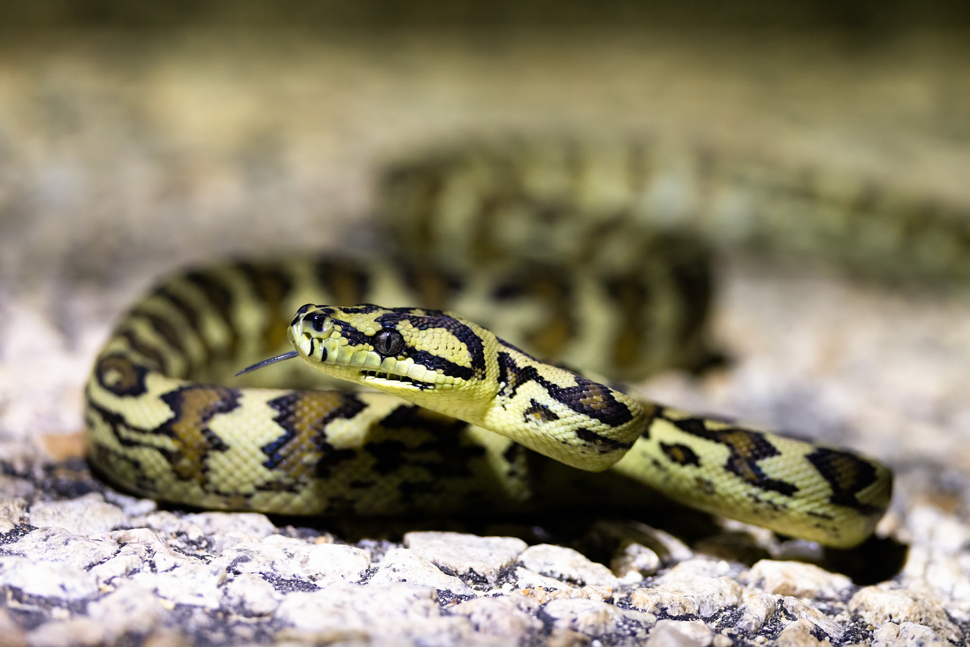 Jungle carpet python,Kutini-Payamu (Iron Range) National Park, Cape York Penninsula, Queensland