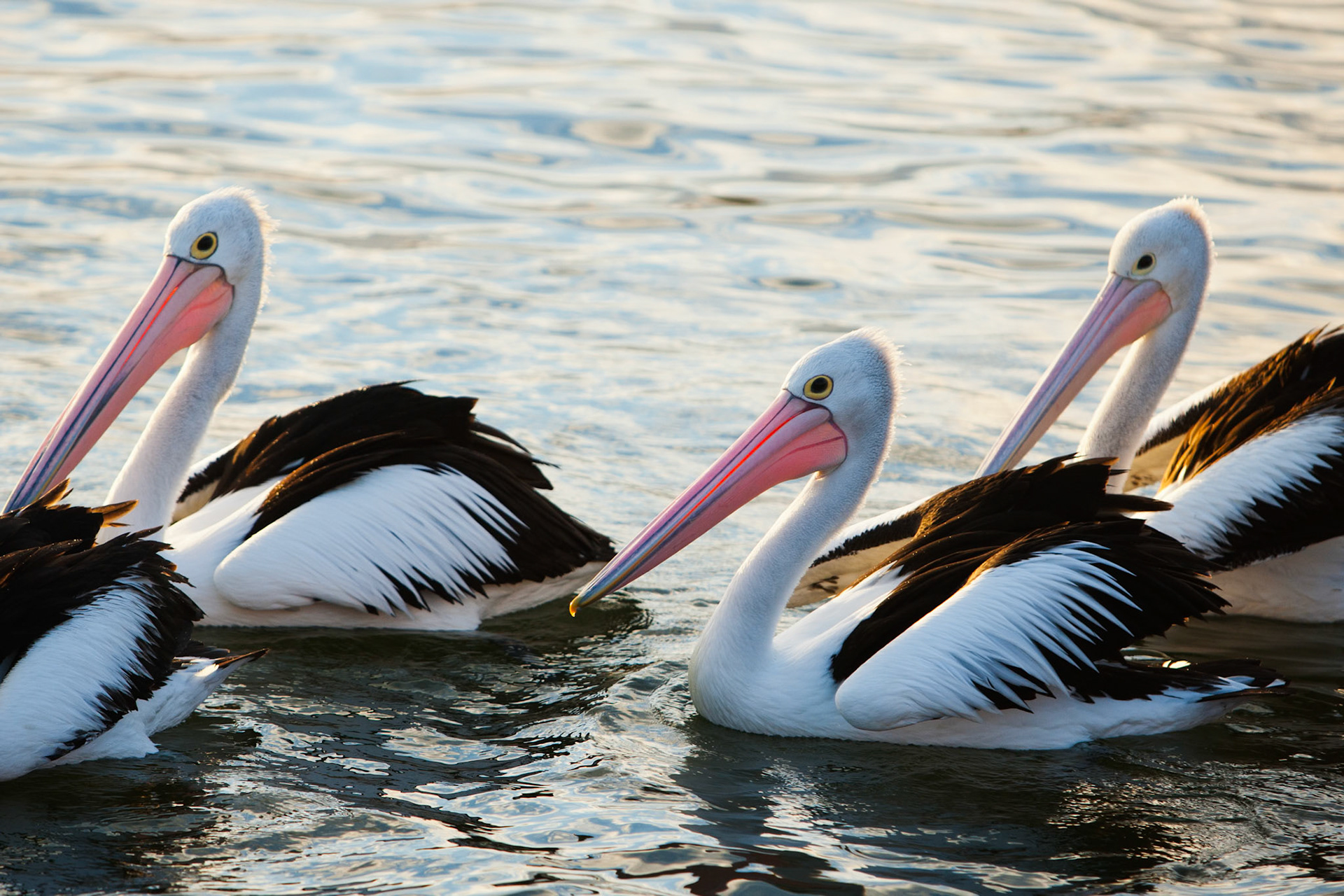 Australian pelicans congegated near a fisherman who had gutted his fish and discarded the leftovers