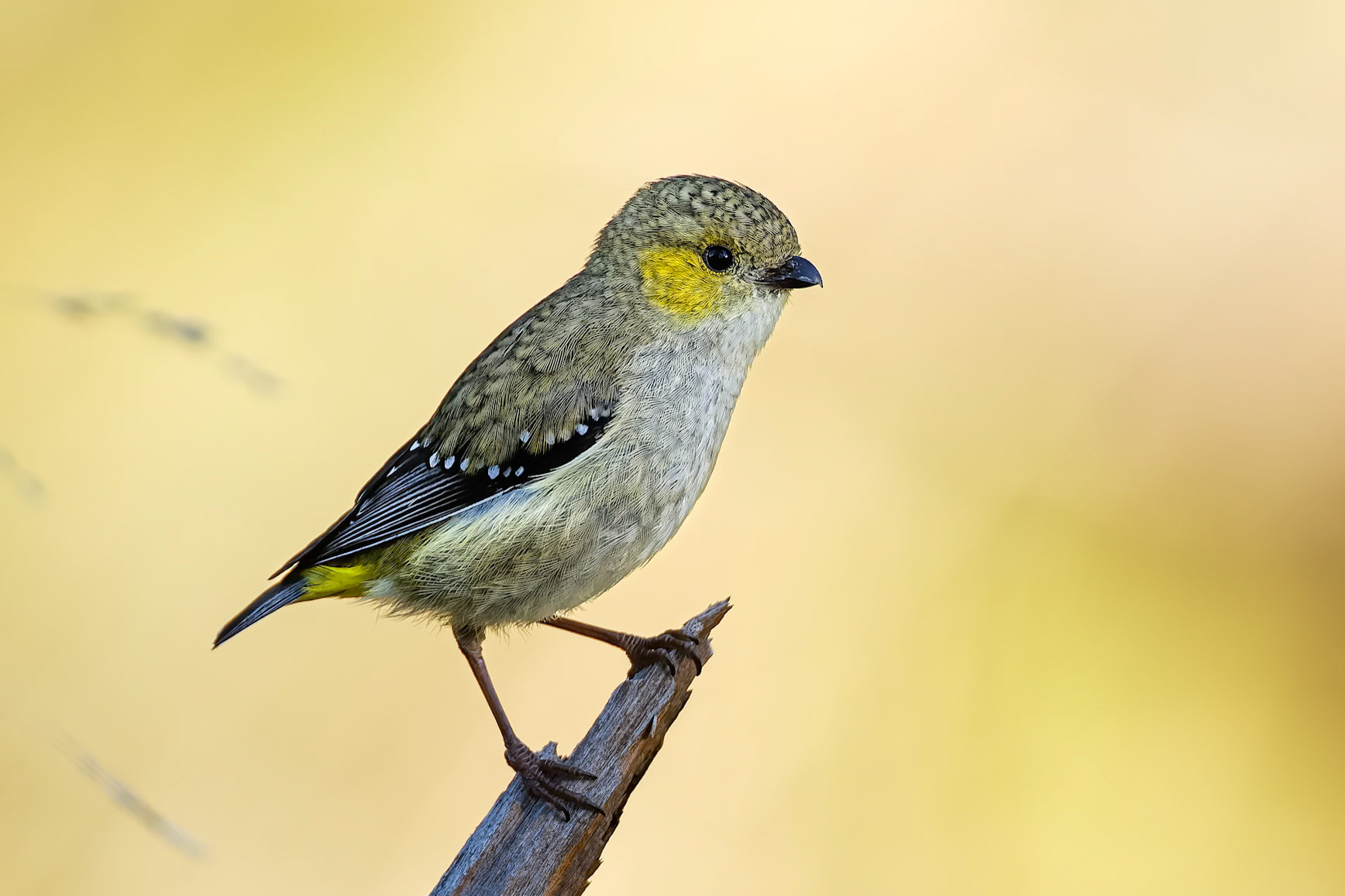 Forty-spotted pardalote, Bruny Island, Tasmania, Australia
