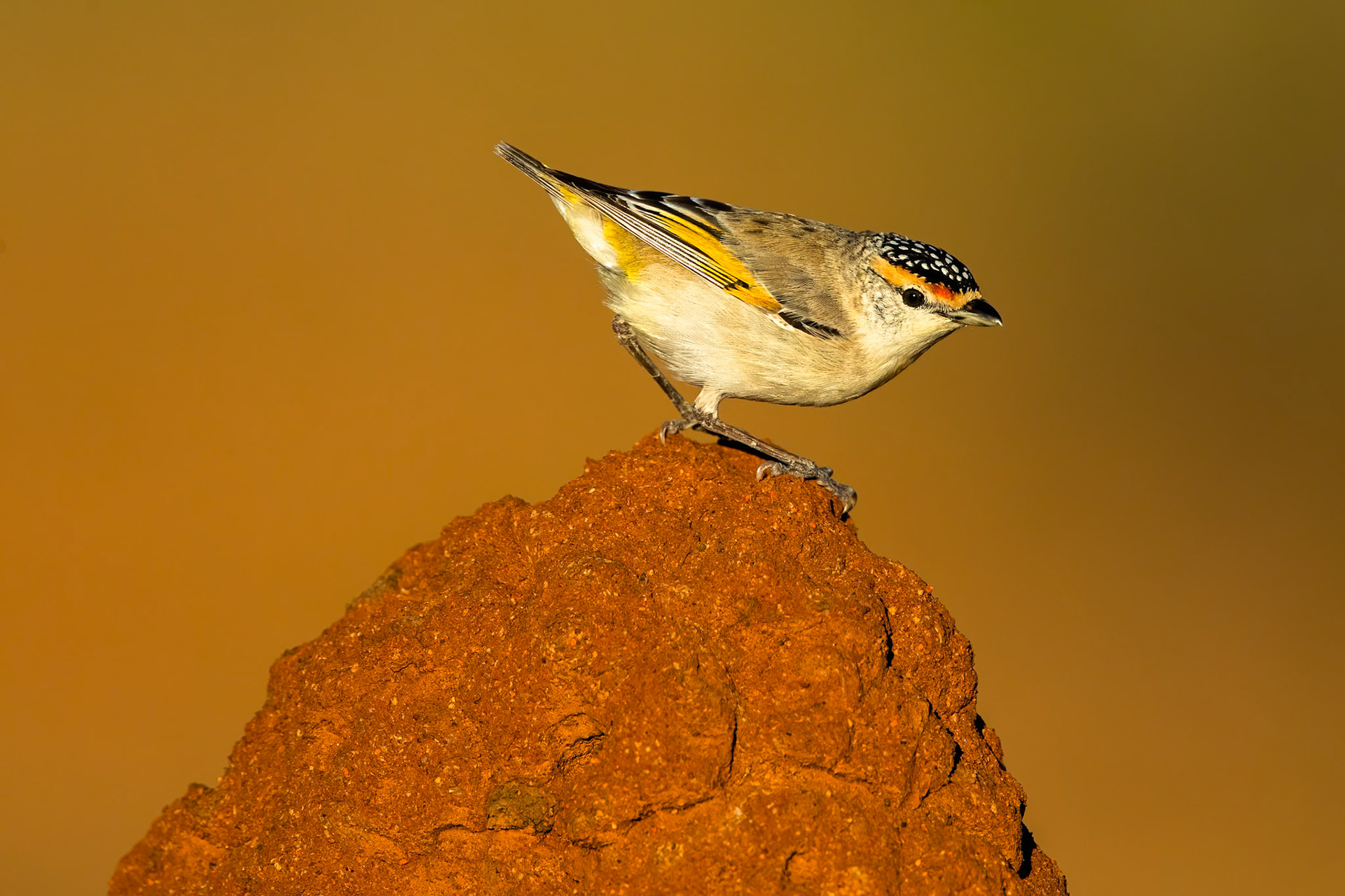 Red-browed pardalote, Mount Isa, Queensland, Australia