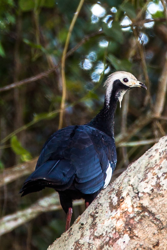 Common piping guan, Porto Jofre, Pantanal, Brazil