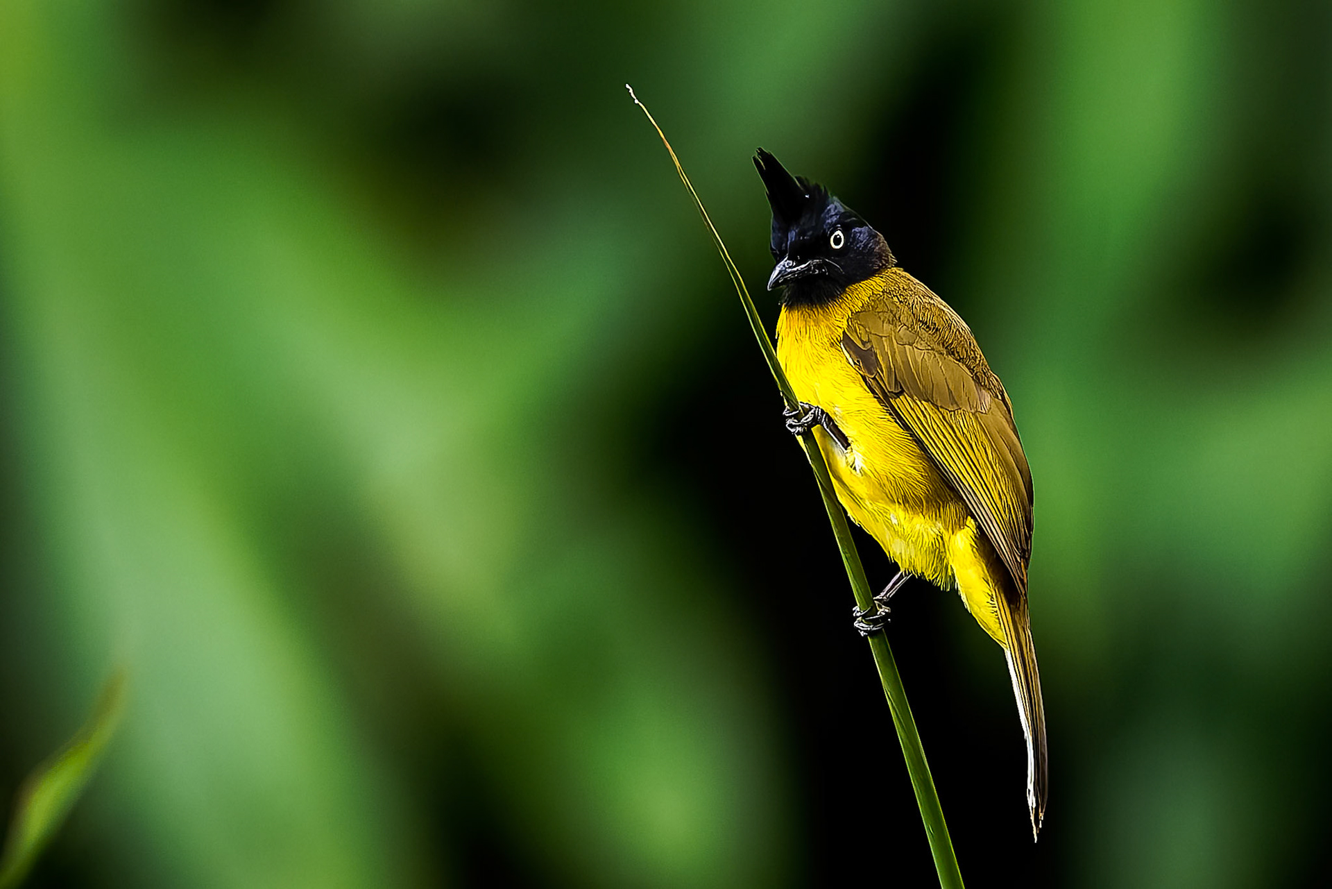 Black-crested bulbul, Khaeng Krackan National Park, Thailand