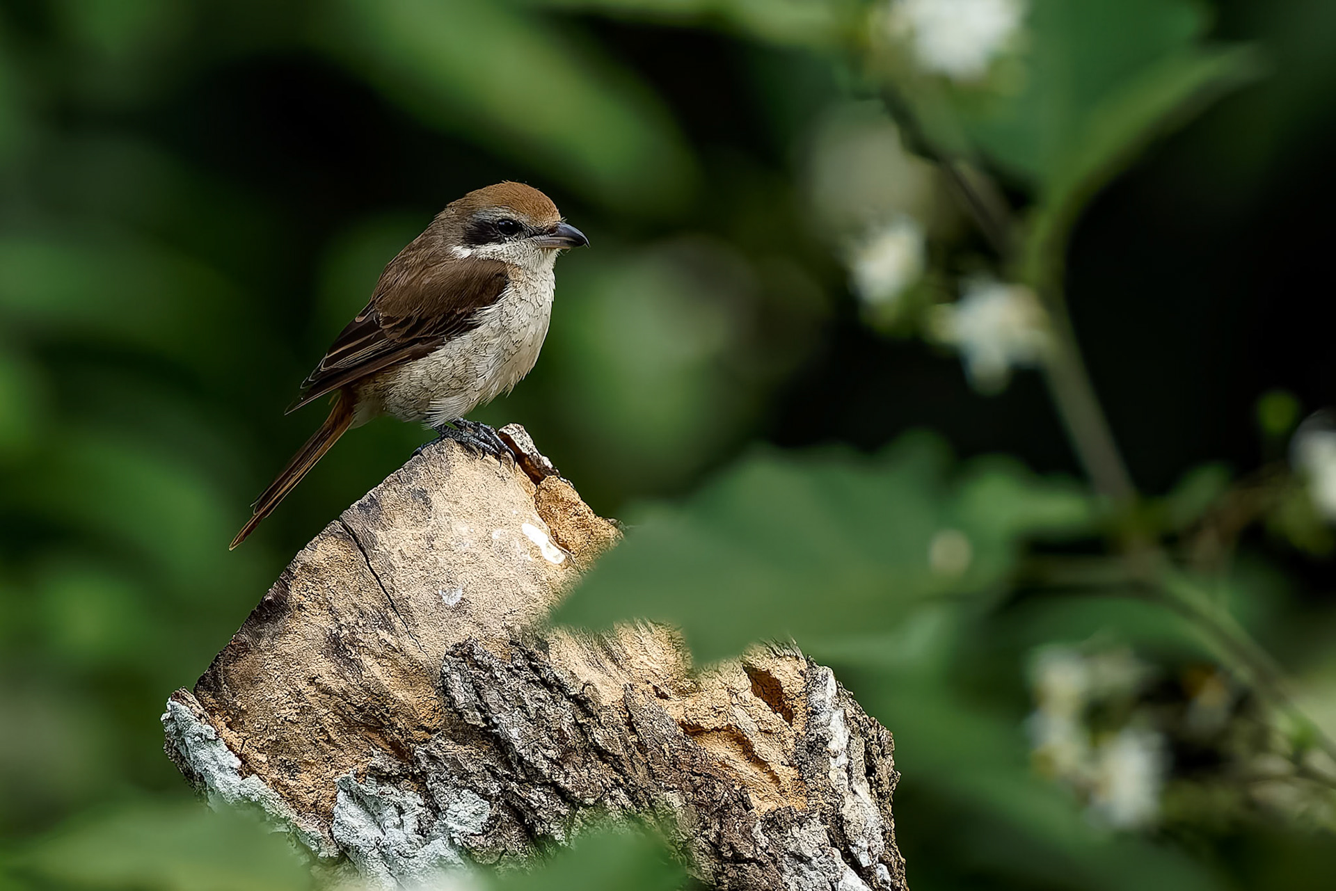 Brown shrike, Khaeng Krackan National Park, Thailand