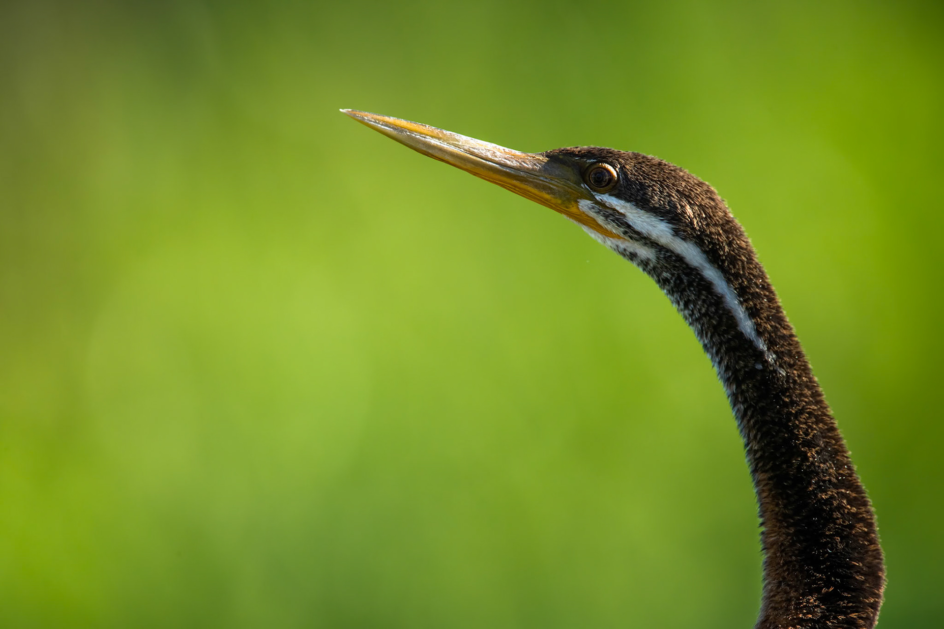 Australasian darter, Yellow waters billabong, Kakadu, Northern Territory, Australia