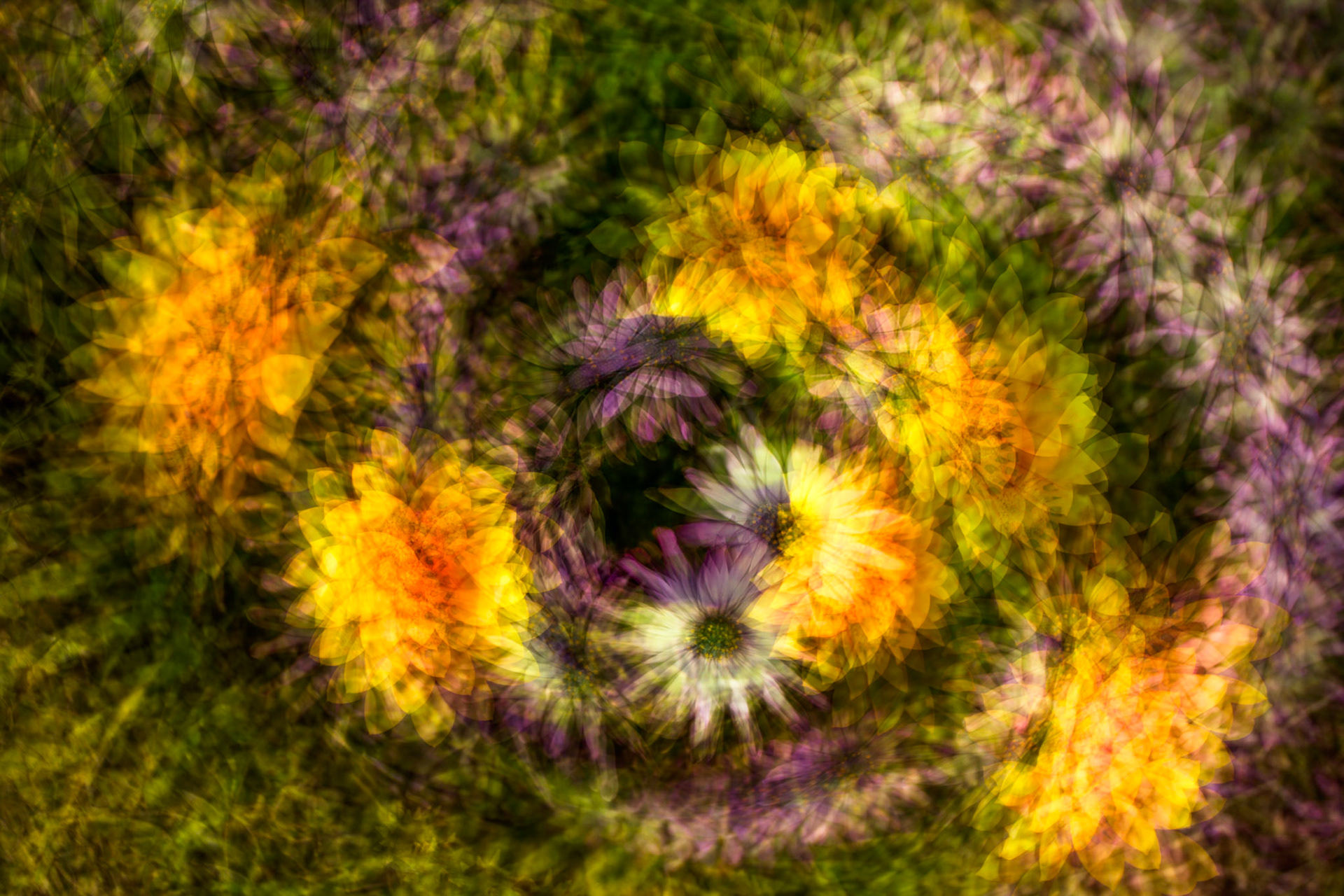 Flowers, Torrendip, West Australia