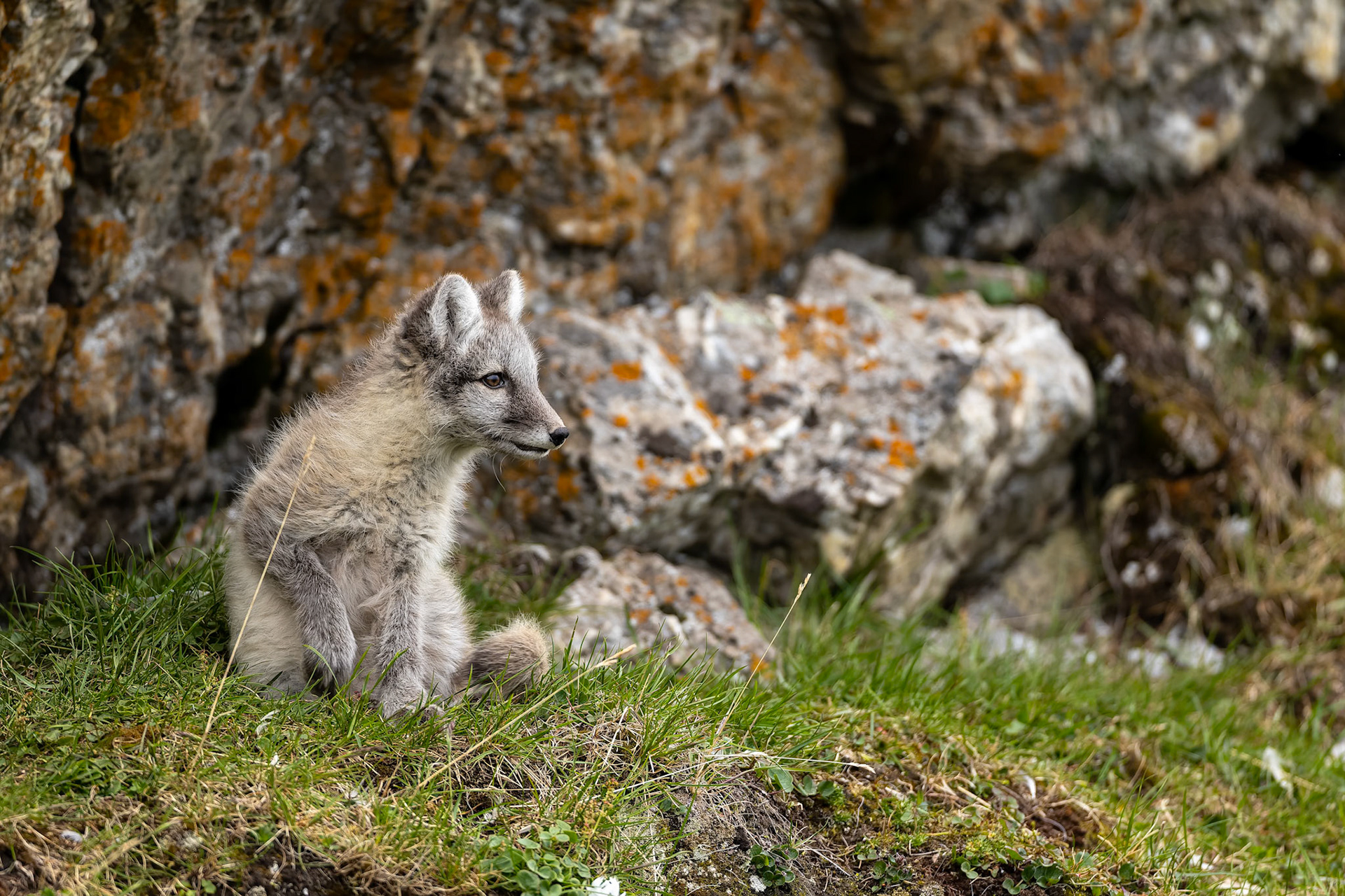 Arctic fox, Trygghamna, Svalbard, Norway