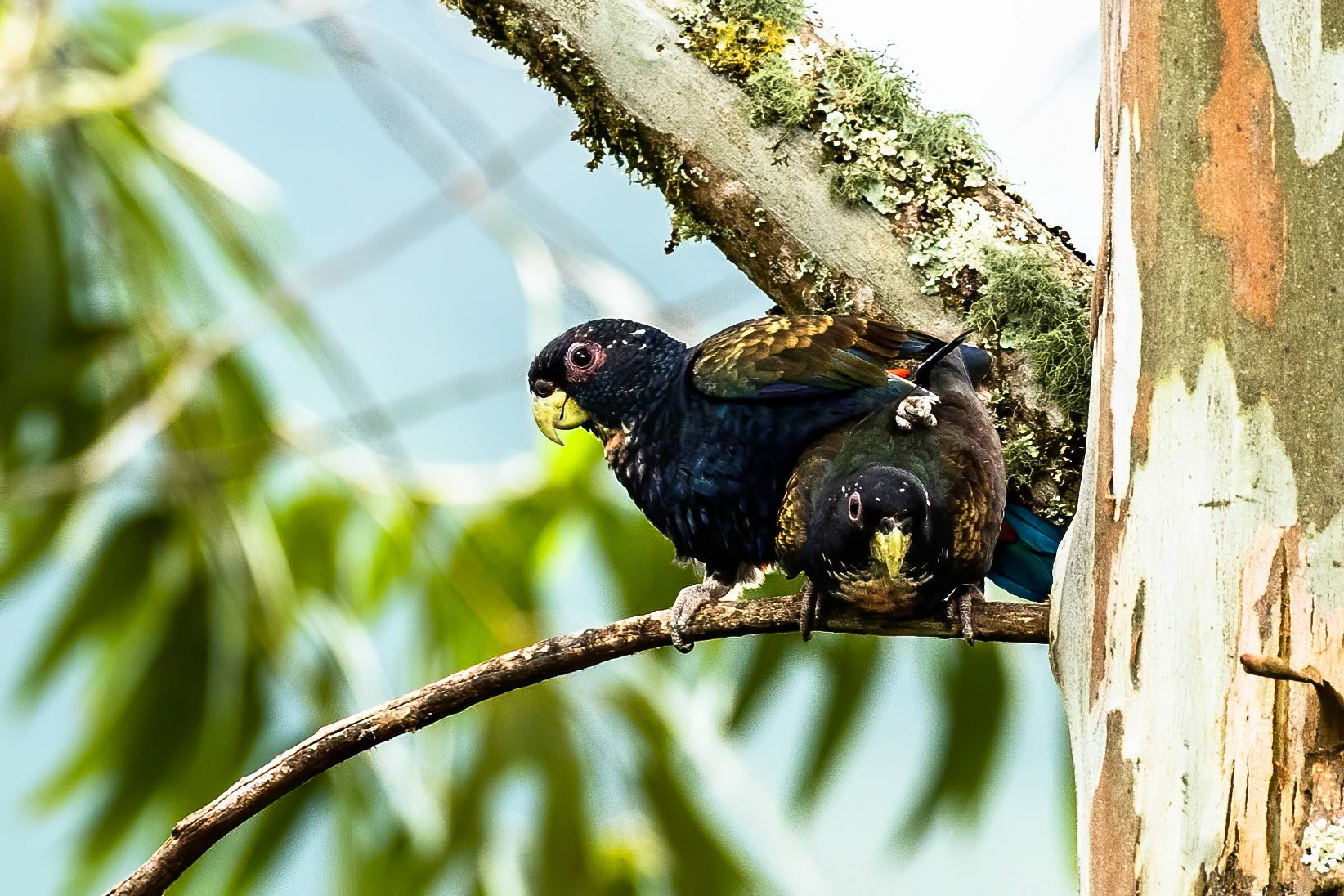 Bronze-winged parrot, Jardin, Colombia