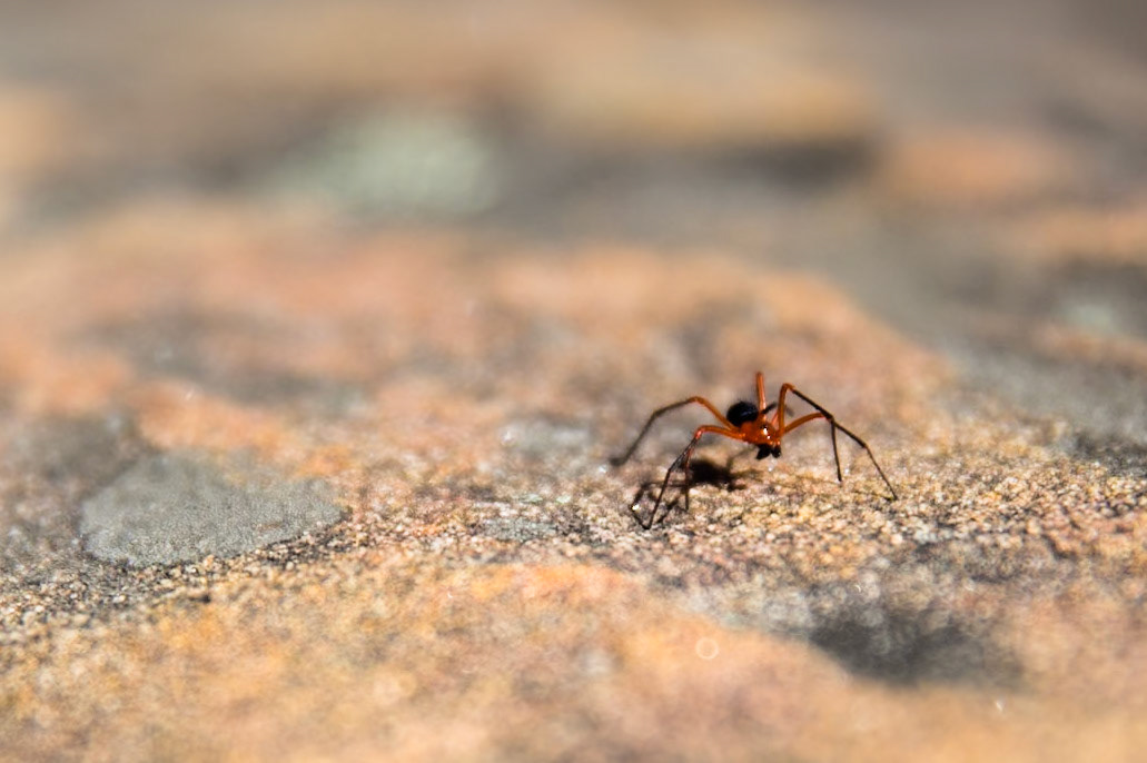 From Springwood Station walked to the bottom of Sassafras Gully Road, descending the gully following the creek downstream to Perch Ponds (tea stop) at the intersection of Magdala and Glenwood creeks.  Continued downstream following Glenbrook creek past Martin's camping area and then took the track out of the creek up to Martins Lookout (lunch).  Followed the service road back to Farm road. Notes by Peter Watt.