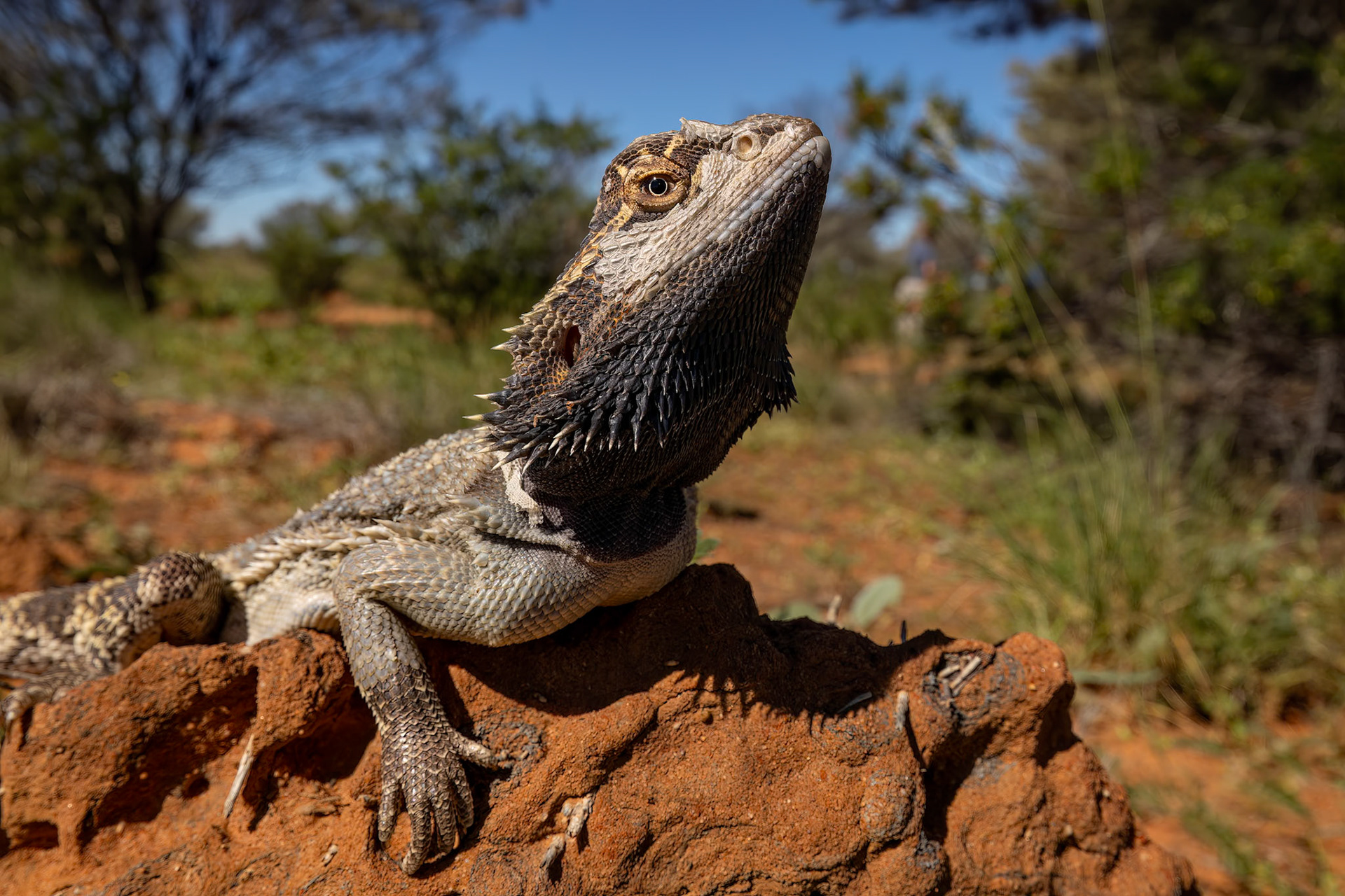 Bearded dragon, Birdsville to Windorah, Queensland, Australia