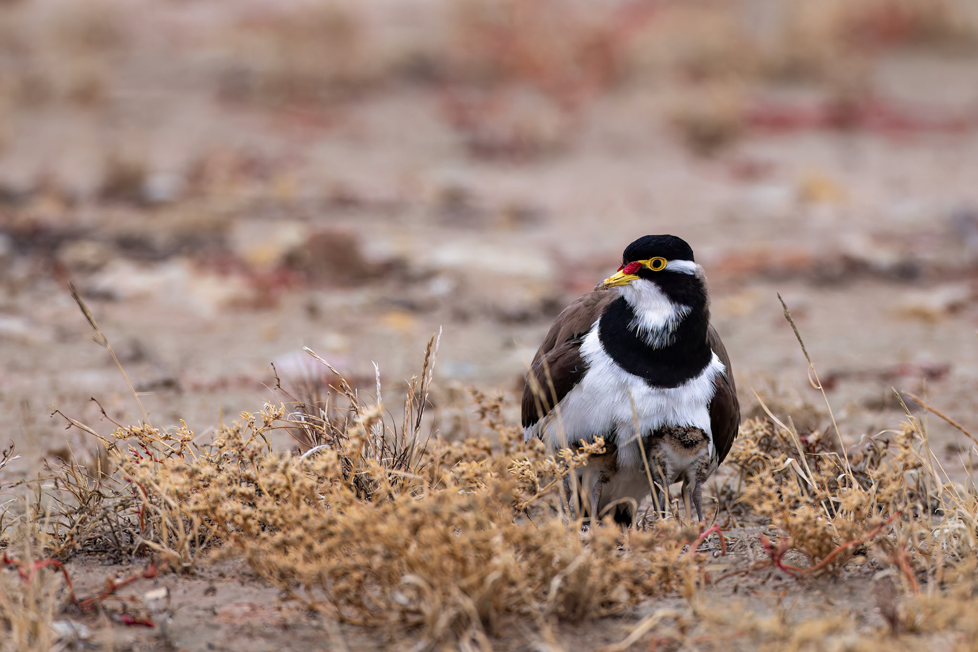 Banded lapwing, Birdsville, Queensland, Australia
