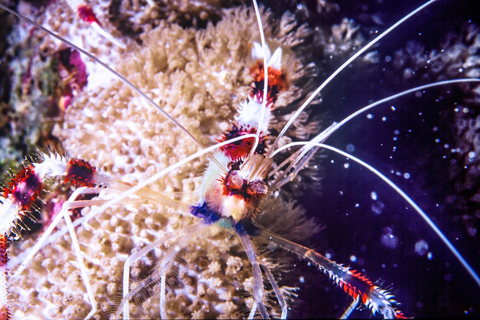 Cleaner shrimp, Comores