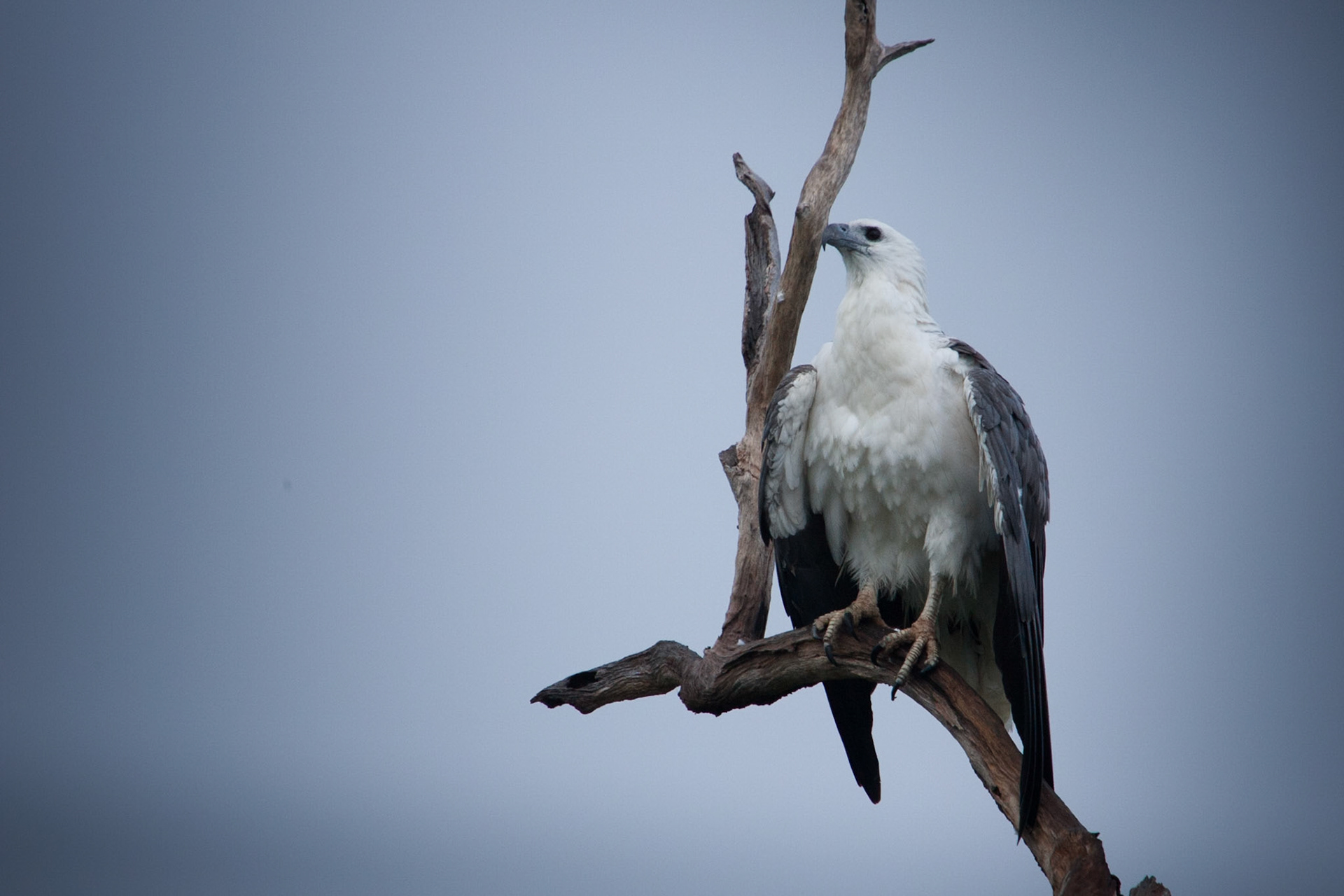 White-bellied sea-eagle Cooinda, Kakadu, Northern Territory