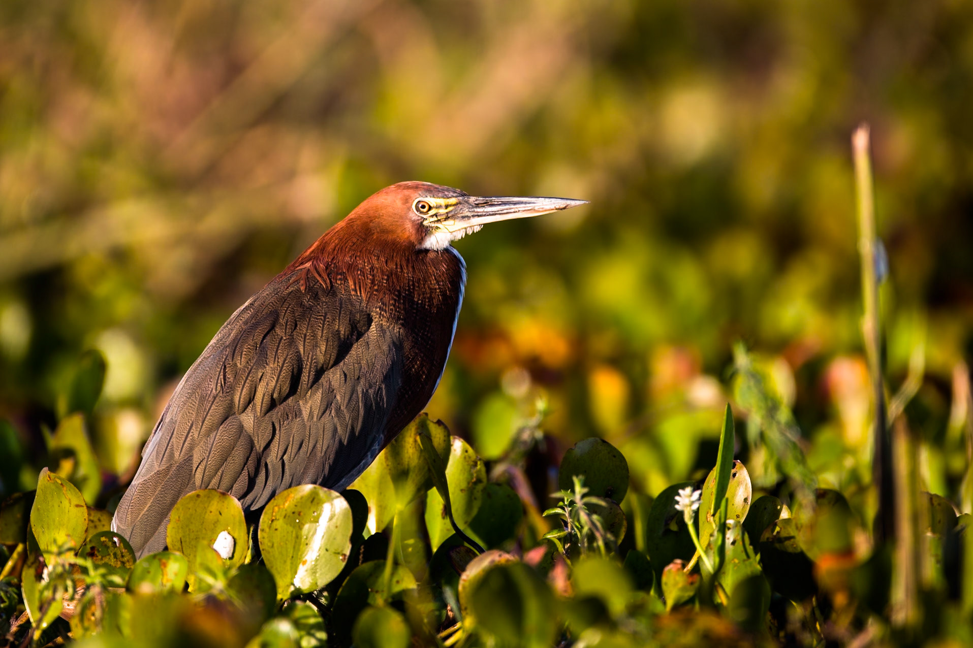 Rufescent tiger heron, Pousada Piuval, Pantanal, Brazil