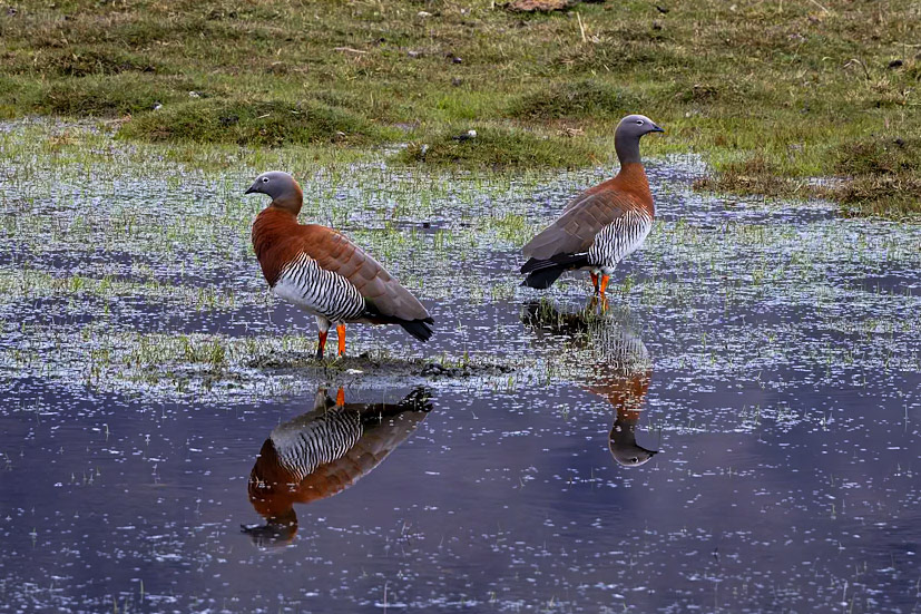 Ashy-headed goose, Torres del Paine, Patagonia, Chilé